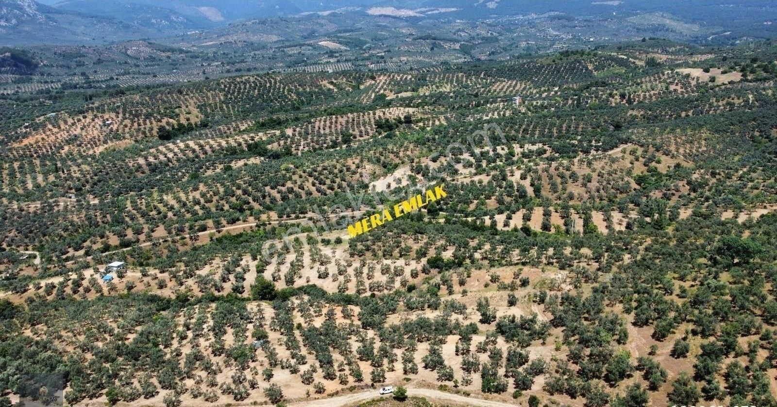 ▀▄mera Emlaktan Yaylaönü Mevkiğinde 17 Dönüm Satılık Zeytinlik - Görsel 26