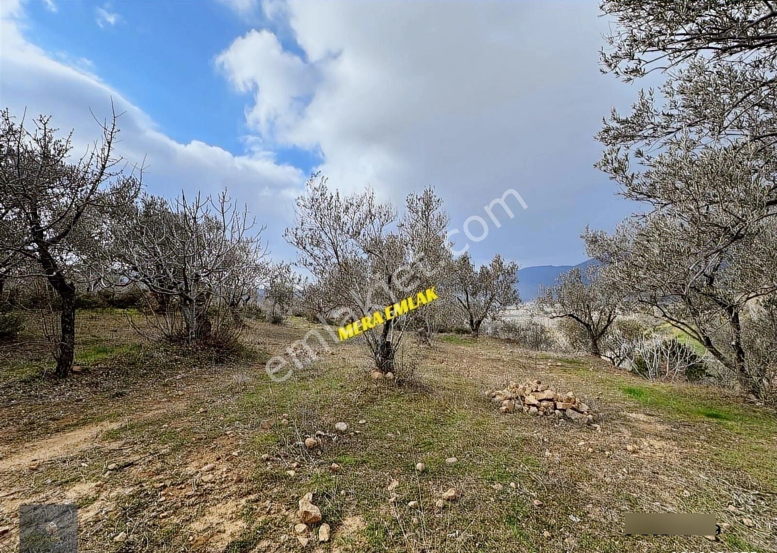 ▀mera Emlaktan Dereli Köyünde 3.810m2 Resmi Yola Cephe Zeytinlik - Görsel 28