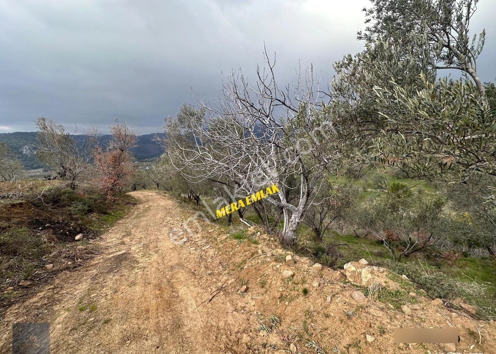 ▀mera Emlaktan Dereli Köyünde 3.810m2 Resmi Yola Cephe Zeytinlik - Görsel 29