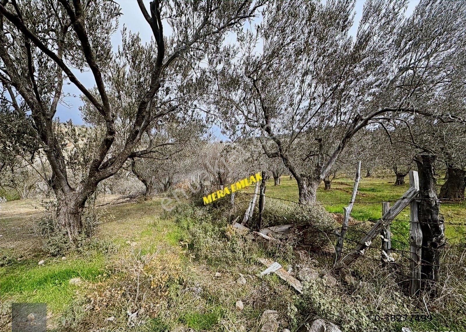 ▀mera Emlaktan Dereli Köyünde 3.810m2 Resmi Yola Cephe Zeytinlik - Görsel 31