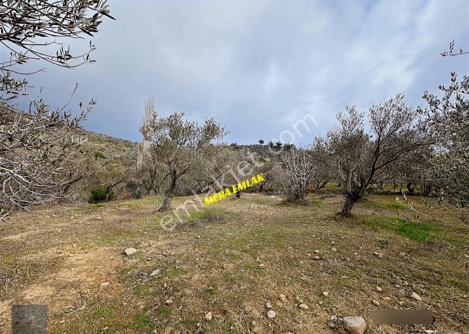▀mera Emlaktan Dereli Köyünde 3.810m2 Resmi Yola Cephe Zeytinlik - Görsel 6