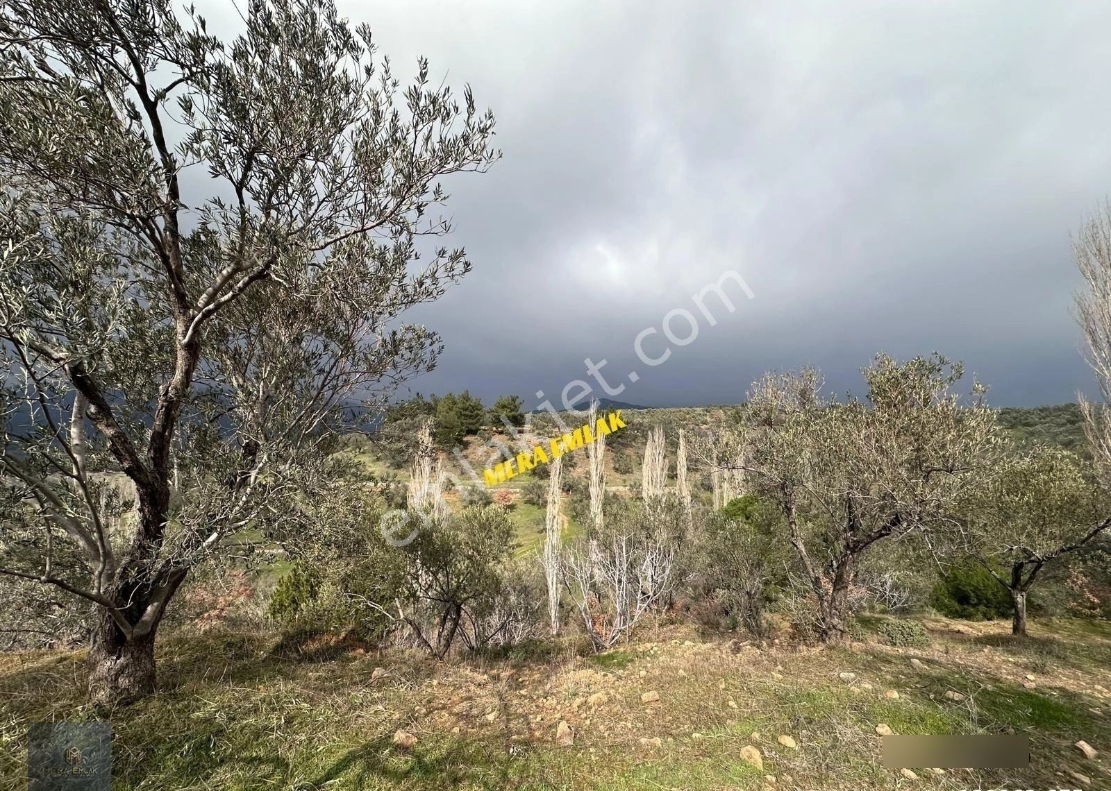 ▀mera Emlaktan Dereli Köyünde 3.810m2 Resmi Yola Cephe Zeytinlik - Görsel 4
