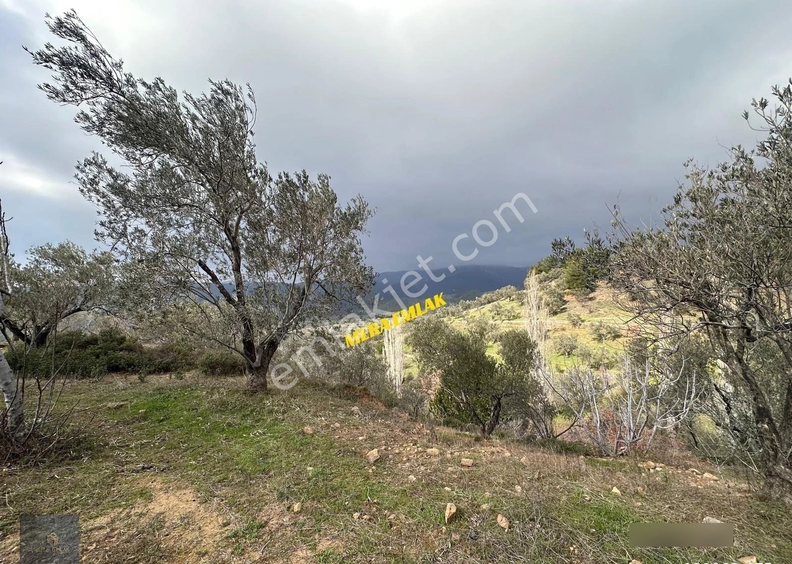 ▀mera Emlaktan Dereli Köyünde 3.810m2 Resmi Yola Cephe Zeytinlik - Görsel 11