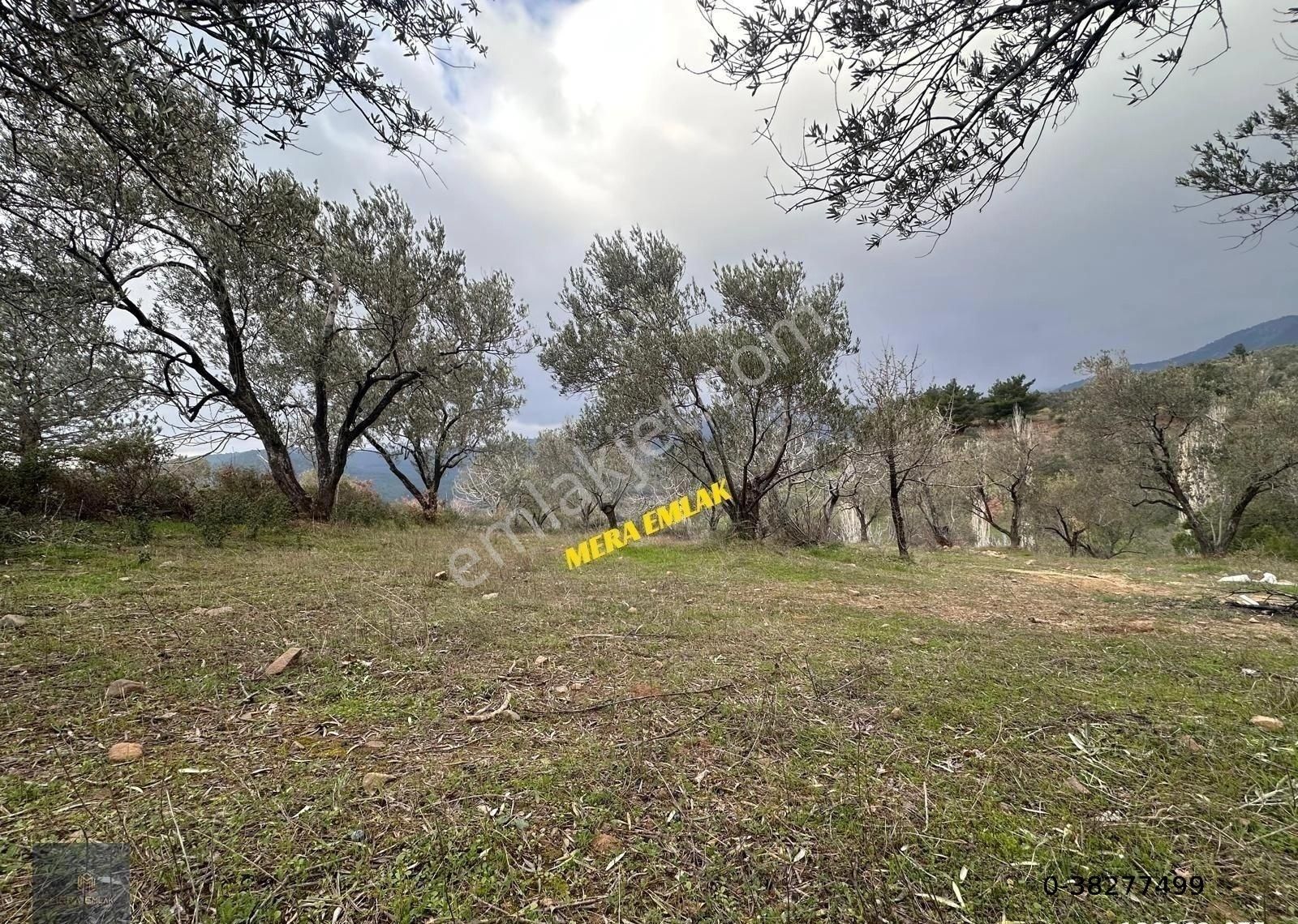 ▀mera Emlaktan Dereli Köyünde 3.810m2 Resmi Yola Cephe Zeytinlik - Görsel 2