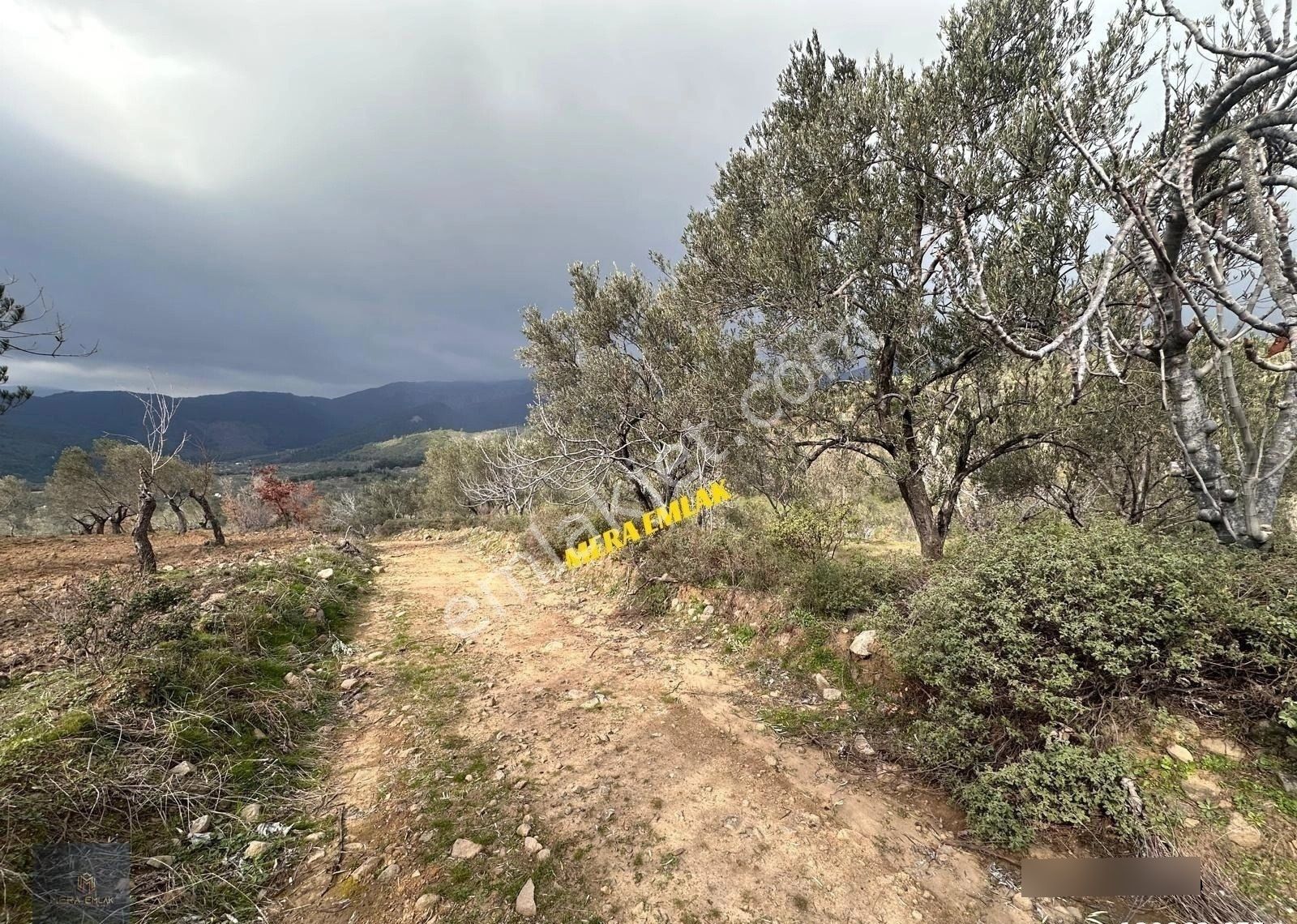▀mera Emlaktan Dereli Köyünde 3.810m2 Resmi Yola Cephe Zeytinlik - Görsel 19