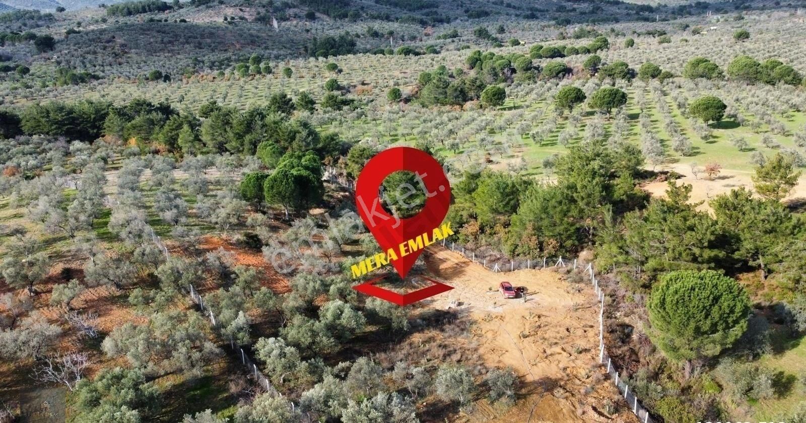 Mera Emlaktan Yaylaönü Köyü Resmi Yola Cephe 10.200m2 Zeytinlik