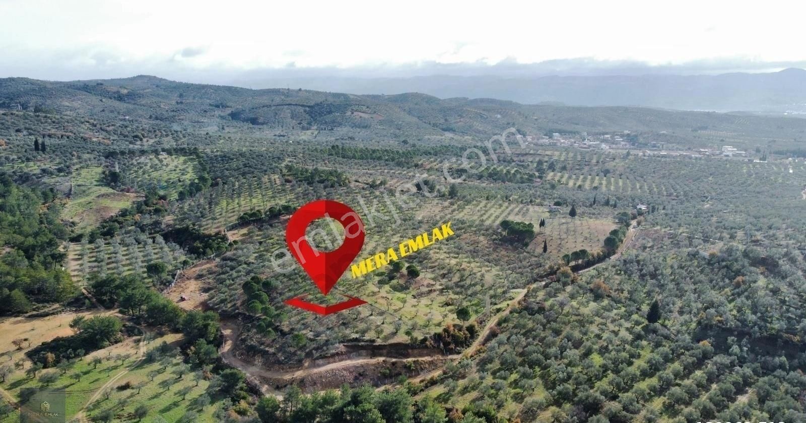 Mera Emlaktan Yaylaönü Köyü Resmi Yola Cephe 10.200m2 Zeytinlik - Görsel 11