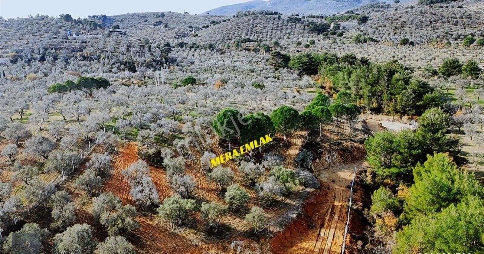 Mera Emlaktan Yaylaönü Köyü Resmi Yola Cephe 10.200m2 Zeytinlik - Görsel 2