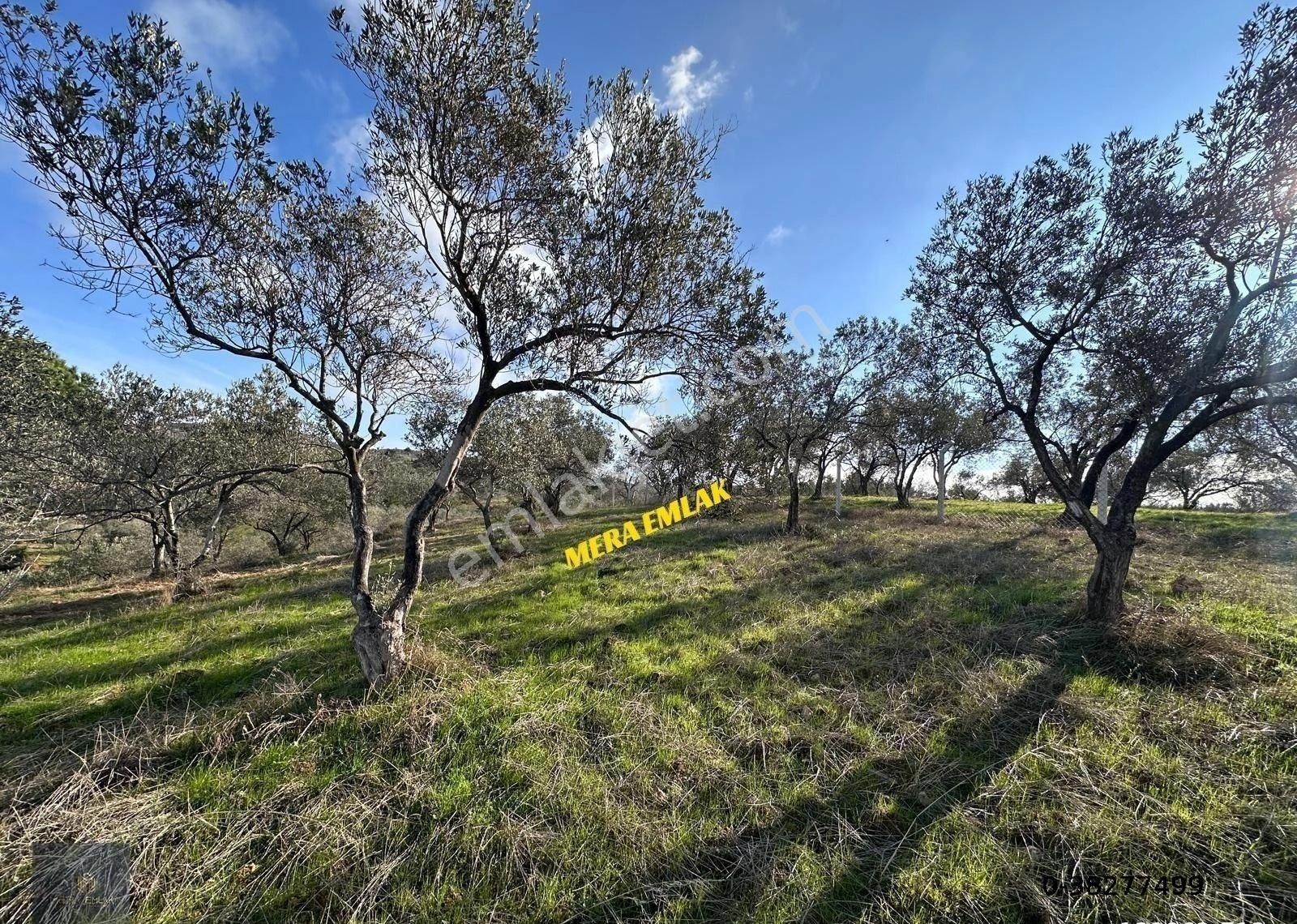 Mera Emlaktan Yaylaönü Köyü Resmi Yola Cephe 10.200m2 Zeytinlik - Görsel 18