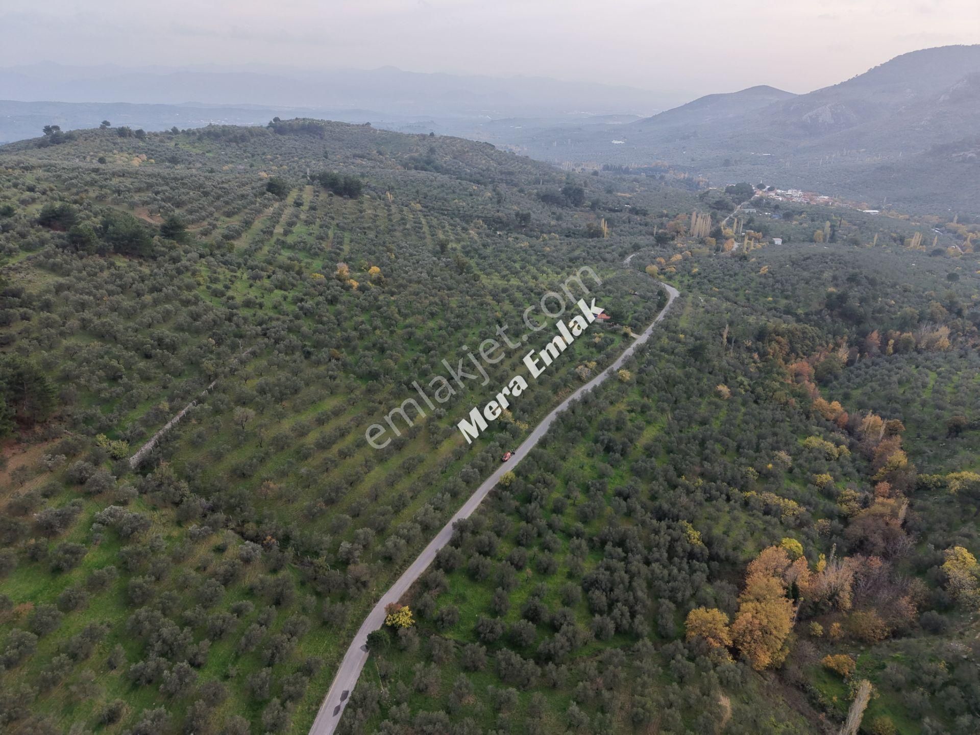 Mera Emlaktan Dereli'de Asfalta Cephe 7.360m2 Müstakil Zeytinlik - Görsel 15