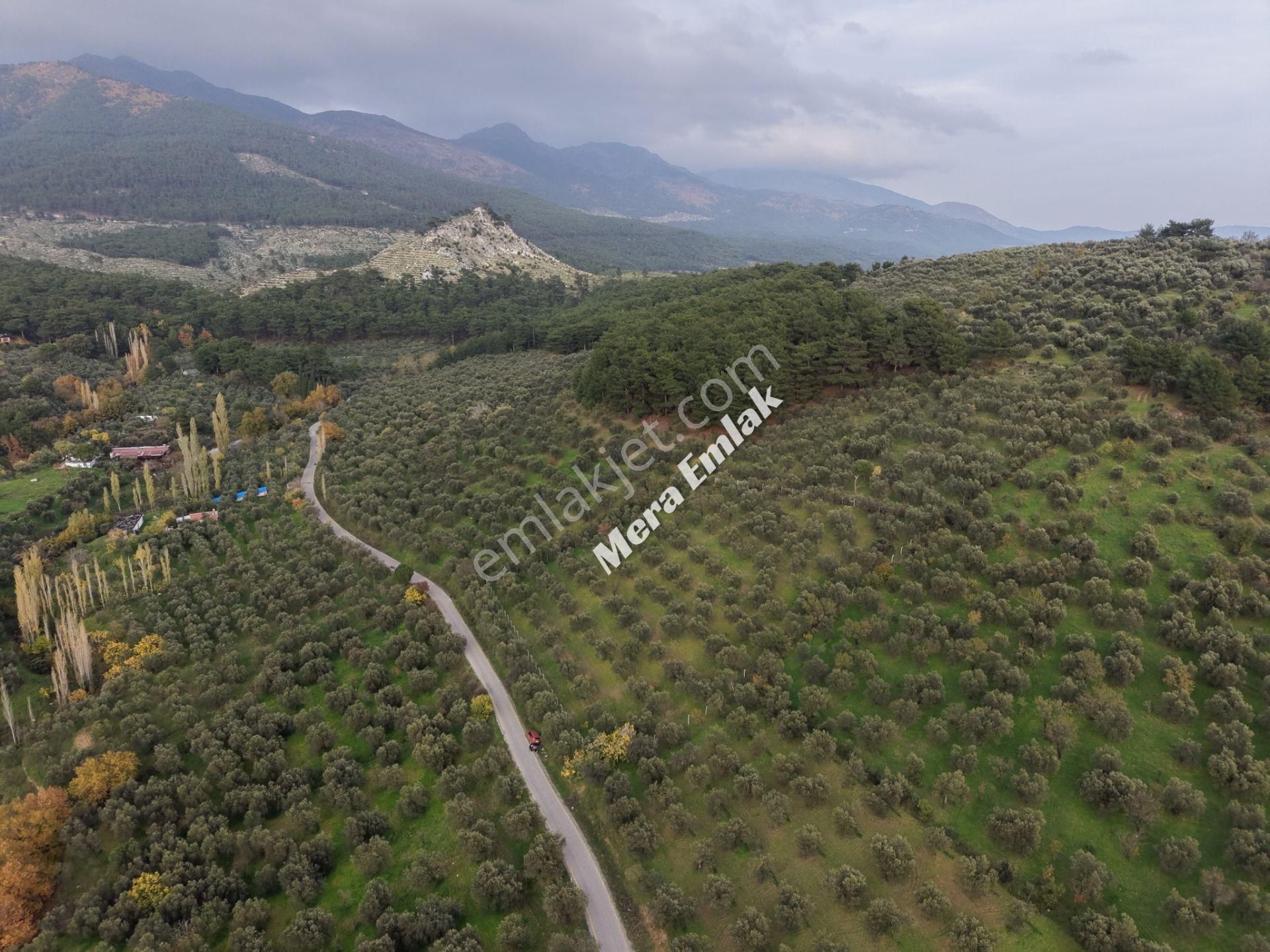 Mera Emlaktan Dereli'de Asfalta Cephe 7.360m2 Müstakil Zeytinlik - Görsel 23