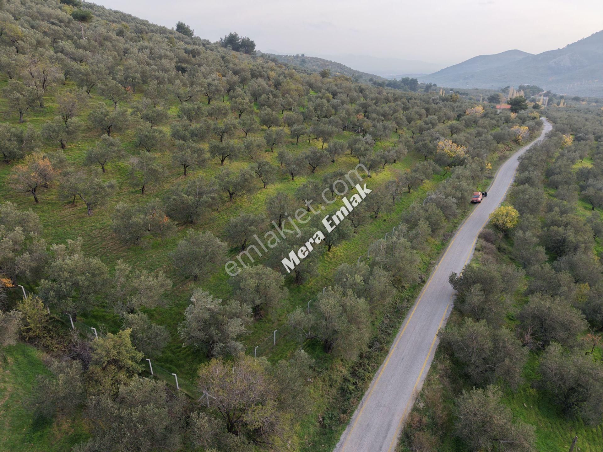 Mera Emlaktan Dereli'de Asfalta Cephe 7.360m2 Müstakil Zeytinlik - Görsel 28