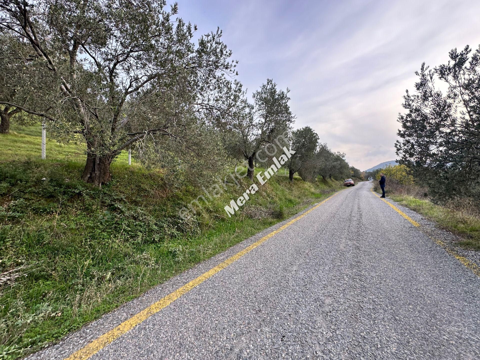 Mera Emlaktan Dereli'de Asfalta Cephe 7.360m2 Müstakil Zeytinlik - Görsel 33