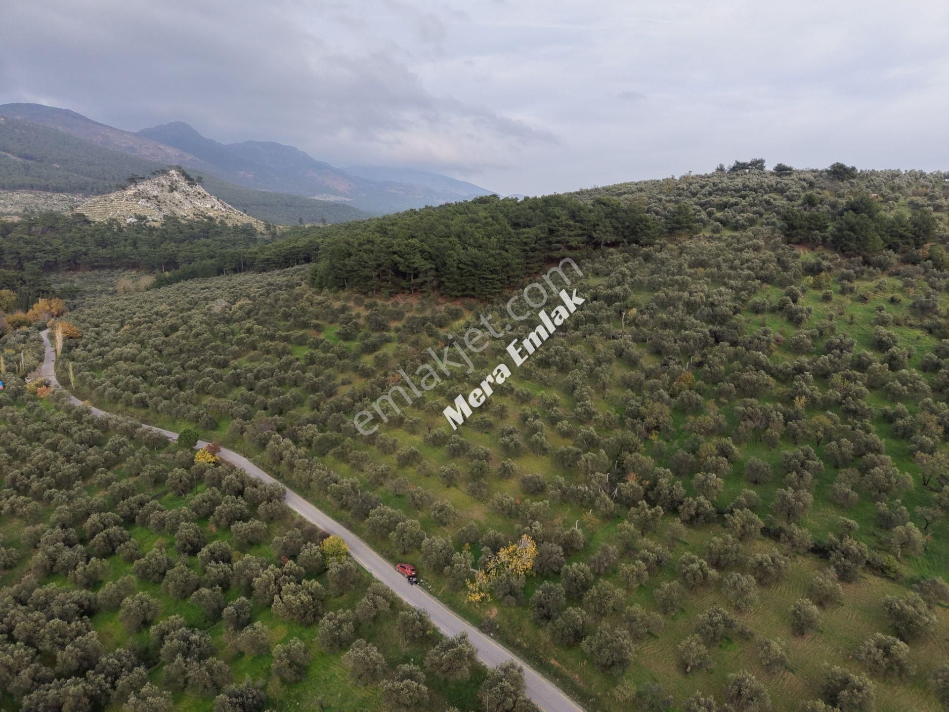 Mera Emlaktan Dereli'de Asfalta Cephe 7.360m2 Müstakil Zeytinlik - Görsel 25