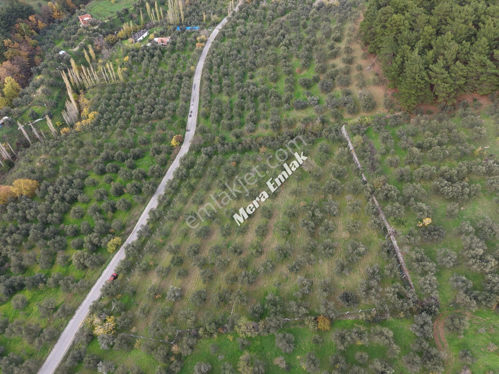 Mera Emlaktan Dereli'de Asfalta Cephe 7.360m2 Müstakil Zeytinlik - Görsel 32