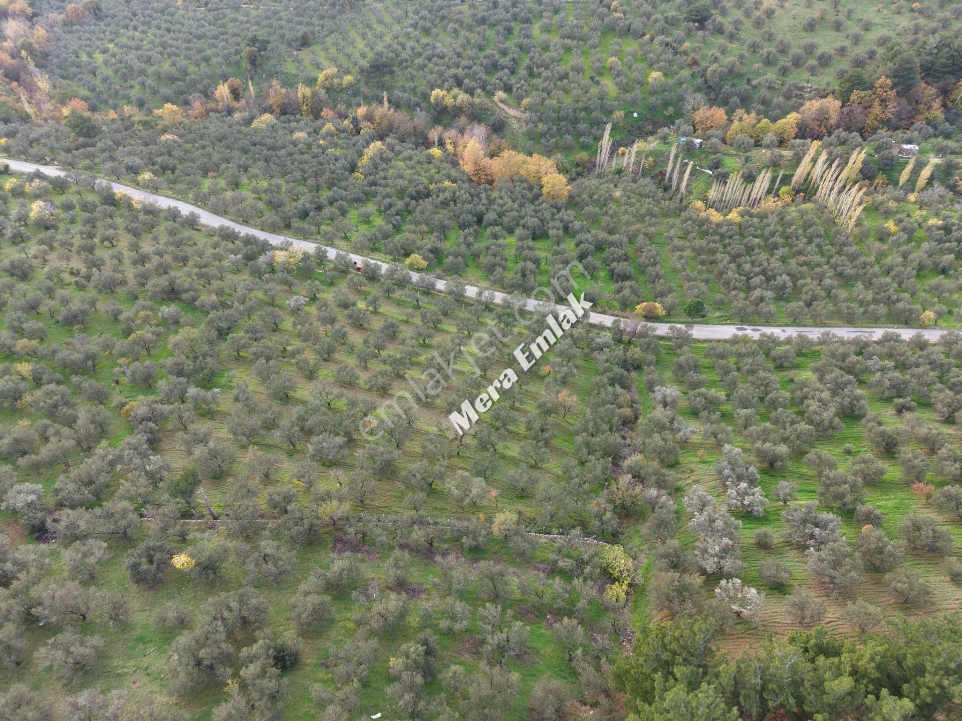Mera Emlaktan Dereli'de Asfalta Cephe 7.360m2 Müstakil Zeytinlik - Görsel 31