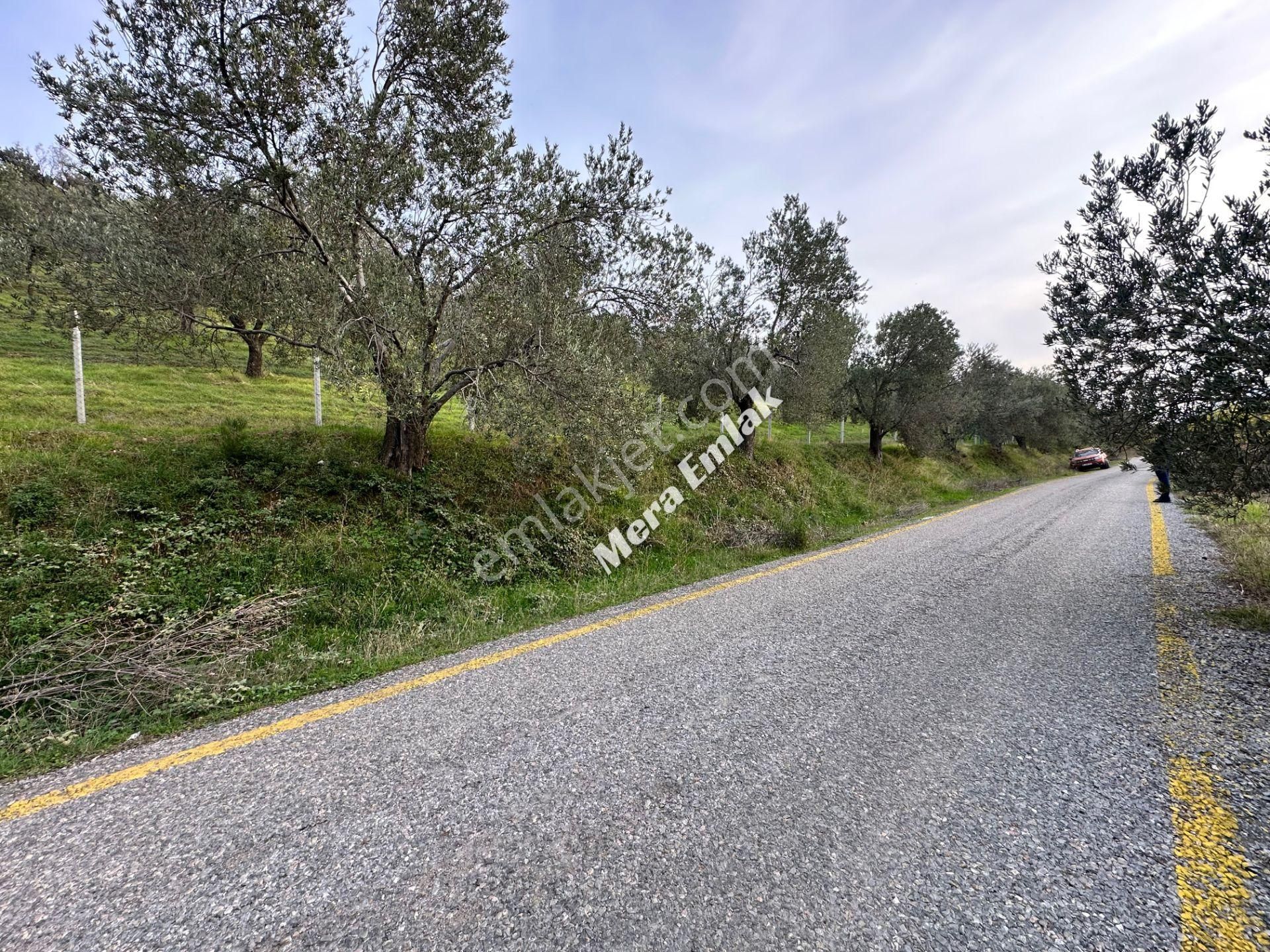 Mera Emlaktan Dereli'de Asfalta Cephe 7.360m2 Müstakil Zeytinlik - Görsel 22