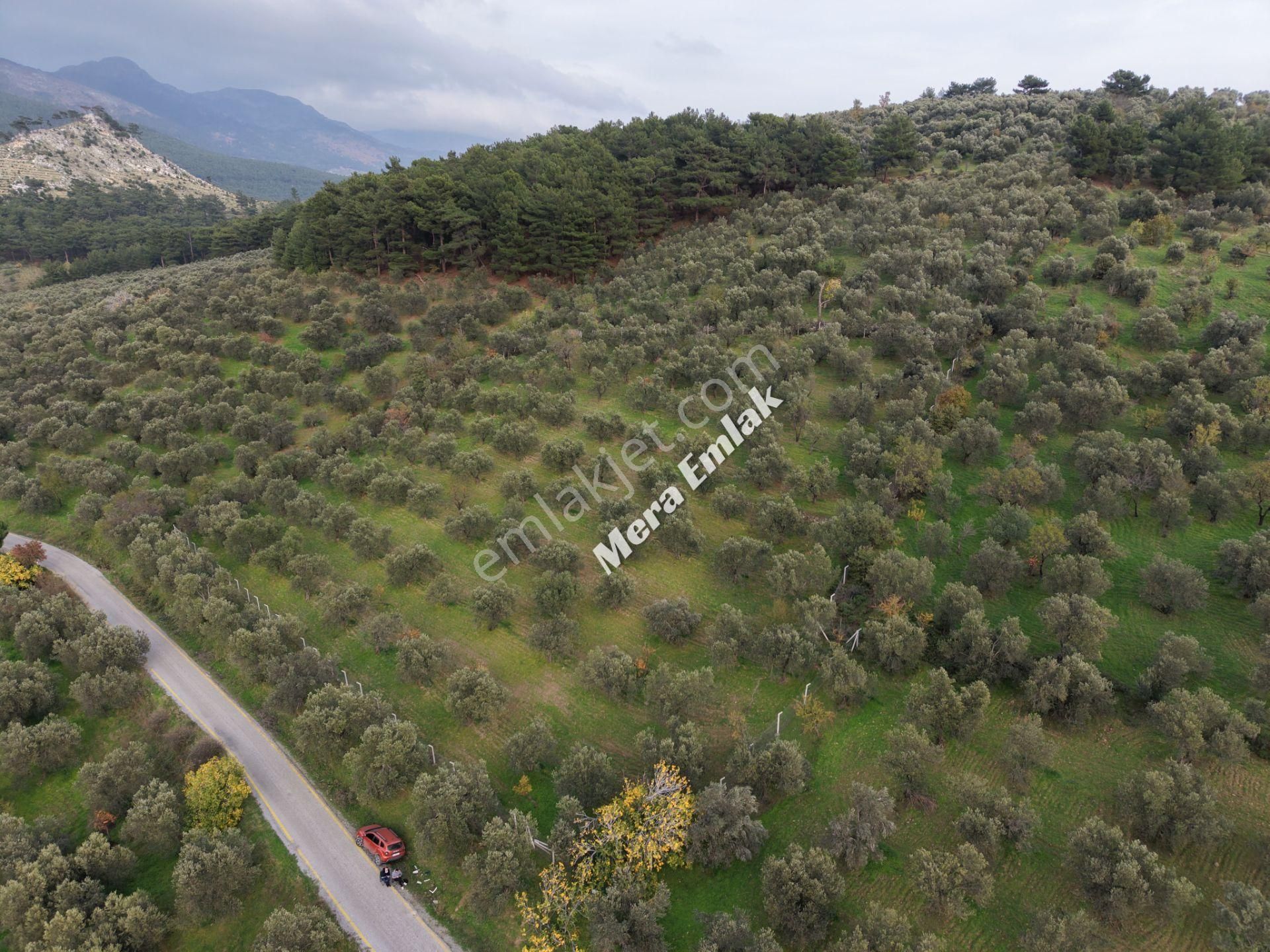 Mera Emlaktan Dereli'de Asfalta Cephe 7.360m2 Müstakil Zeytinlik - Görsel 27