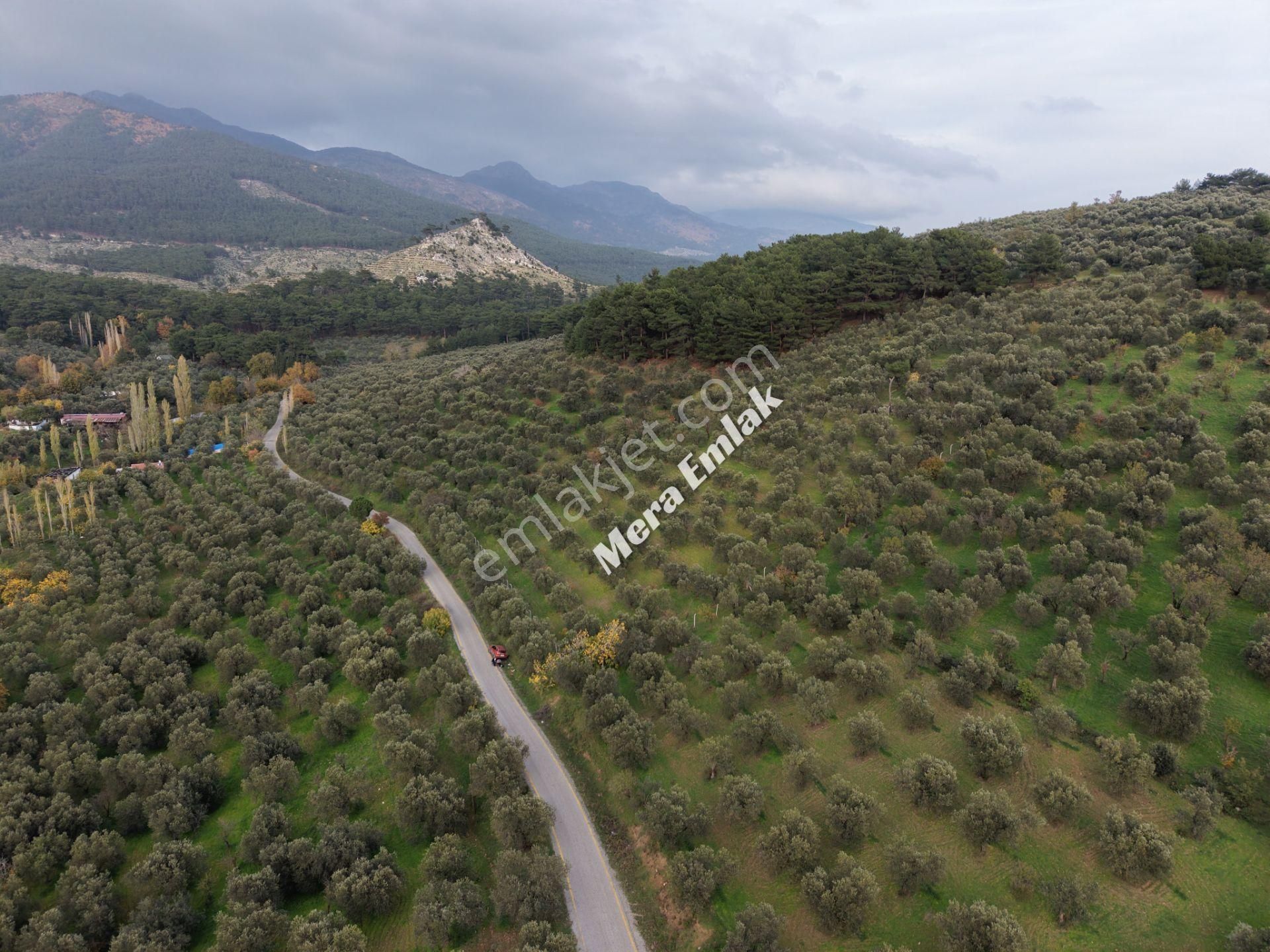 Mera Emlaktan Dereli'de Asfalta Cephe 7.360m2 Müstakil Zeytinlik - Görsel 20