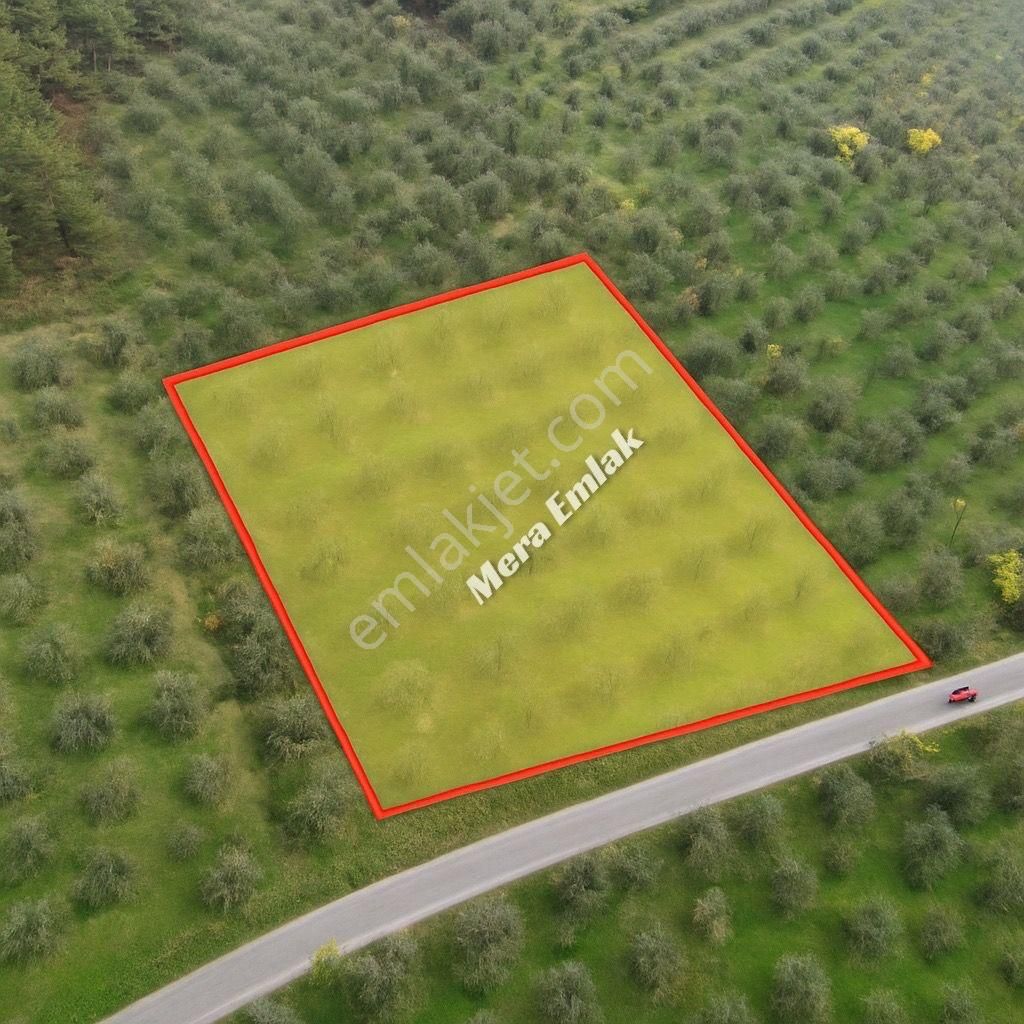 Mera Emlaktan Dereli'de Asfalta Cephe 7.360m2 Müstakil Zeytinlik - Görsel 8