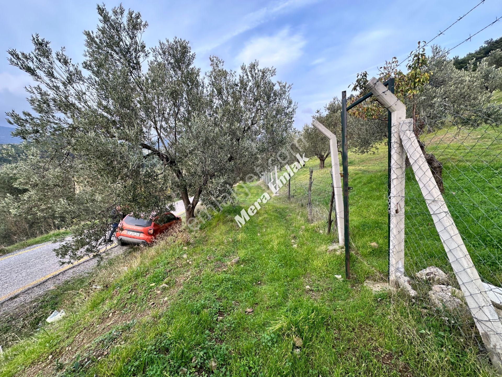 Mera Emlaktan Dereli'de Asfalta Cephe 7.360m2 Müstakil Zeytinlik - Görsel 26