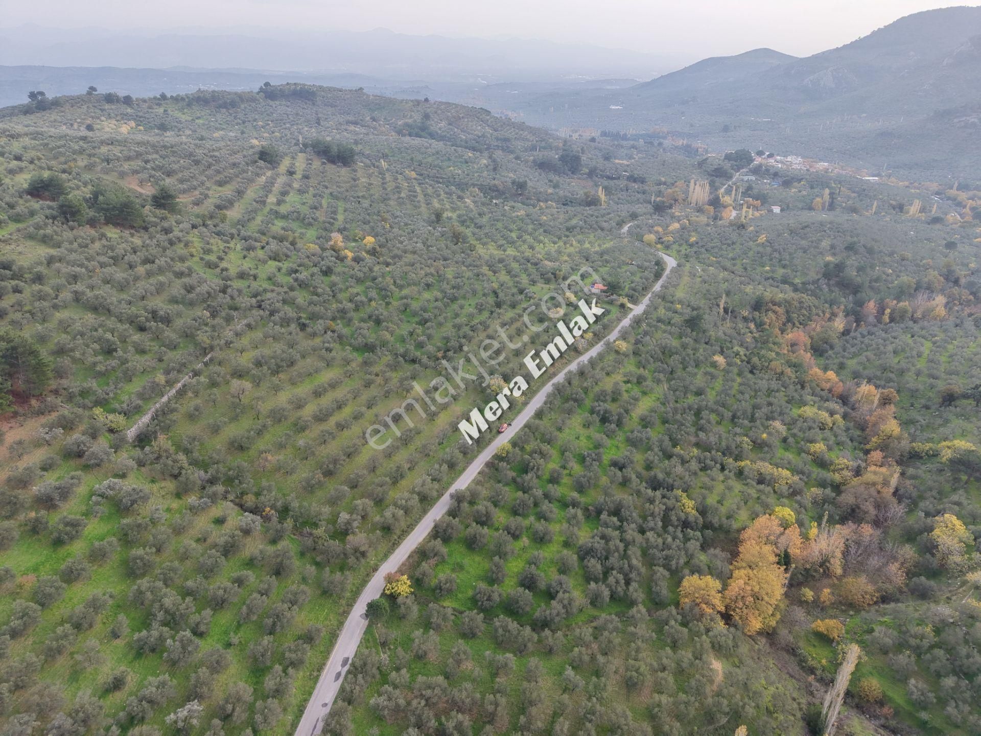 Mera Emlaktan Dereli'de Asfalta Cephe 7.360m2 Müstakil Zeytinlik - Görsel 35