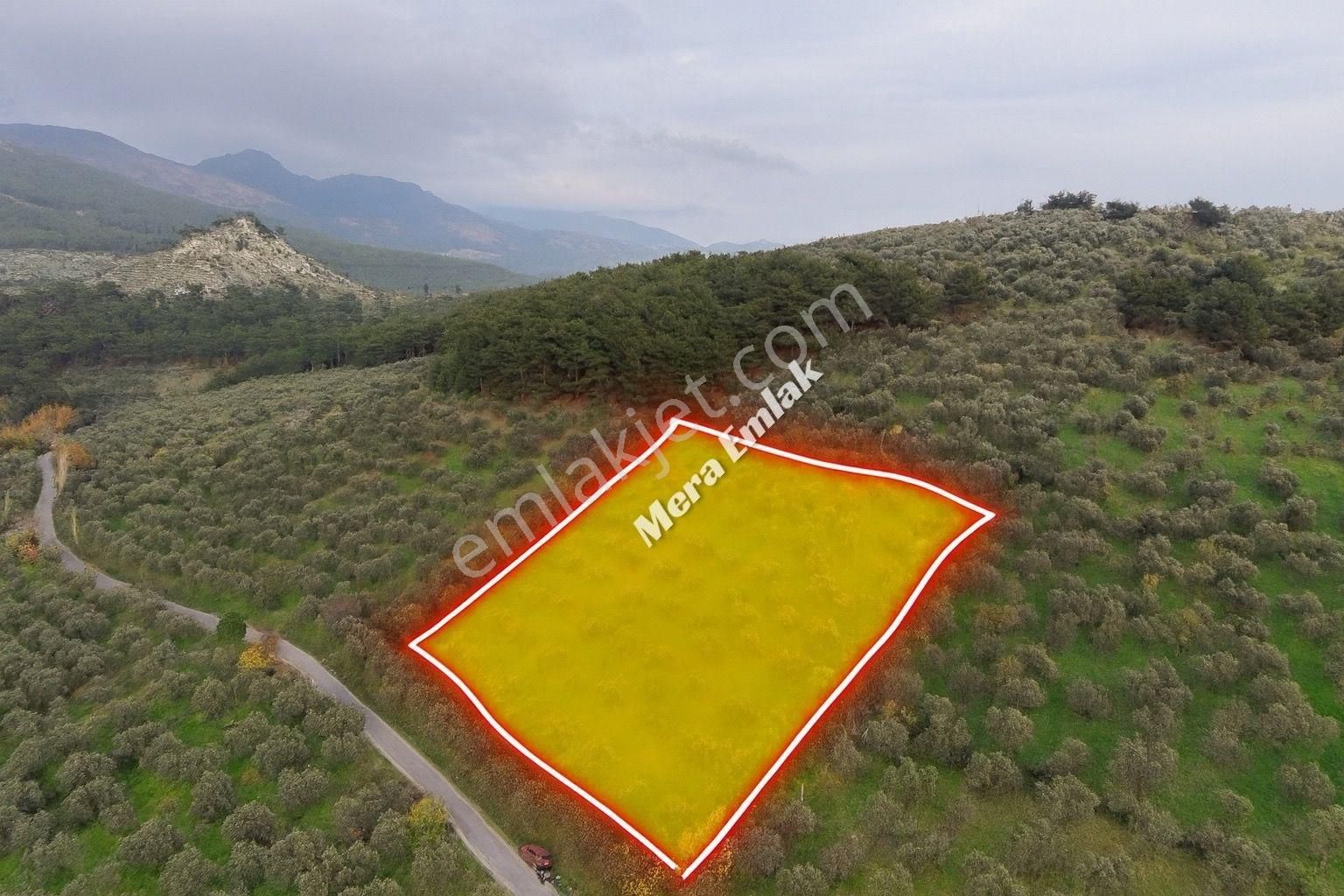 Mera Emlaktan Dereli'de Asfalta Cephe 7.360m2 Müstakil Zeytinlik - Görsel 17