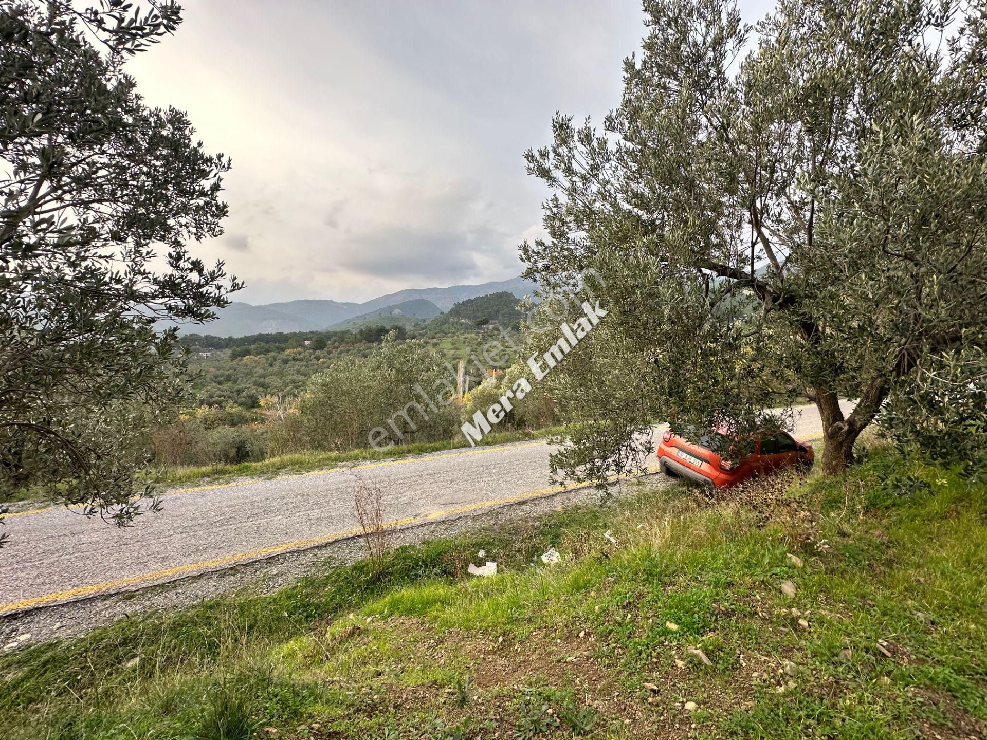 Mera Emlaktan Dereli'de Asfalta Cephe 7.360m2 Müstakil Zeytinlik - Görsel 24