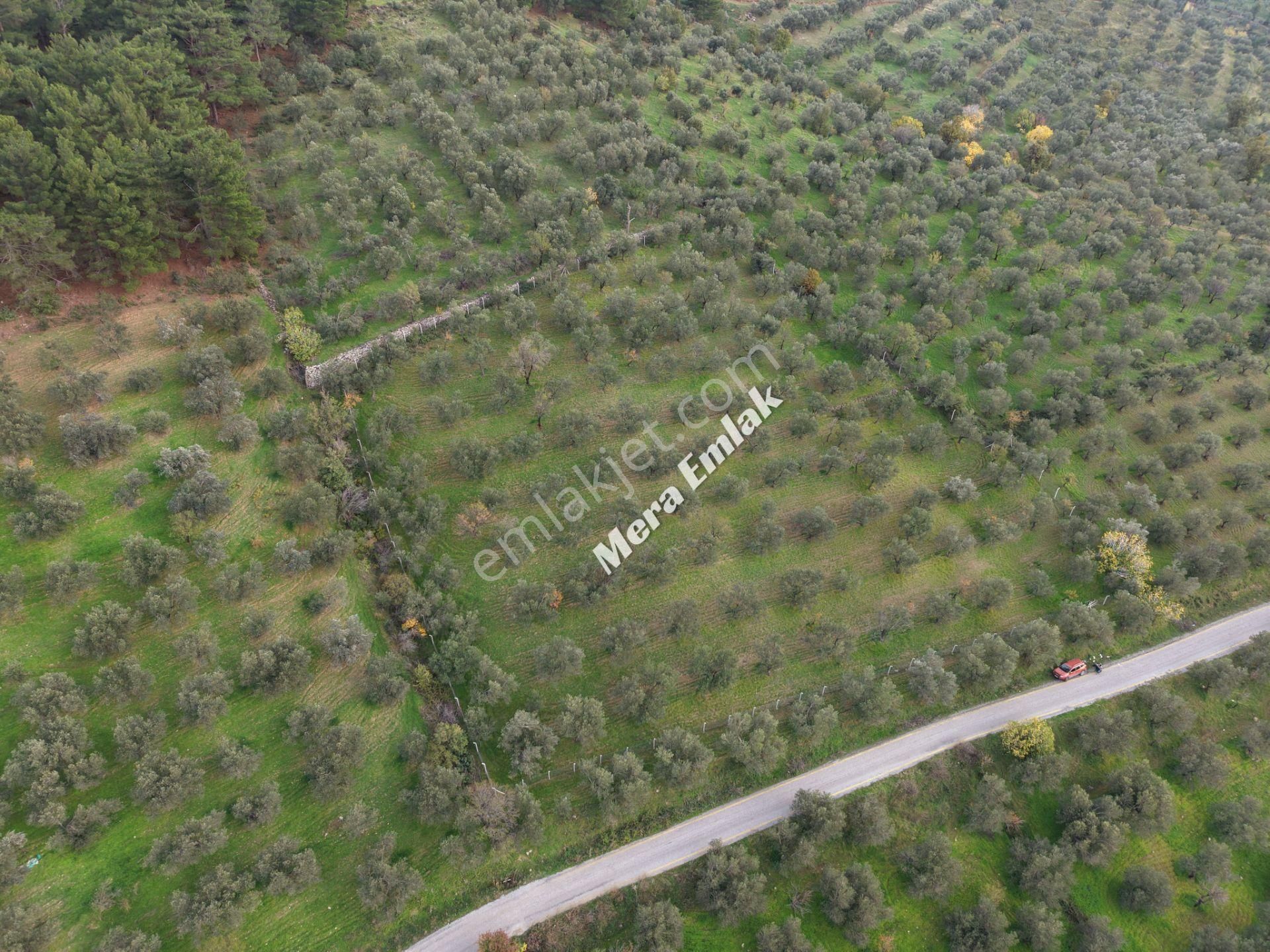Mera Emlaktan Dereli'de Asfalta Cephe 7.360m2 Müstakil Zeytinlik - Görsel 16