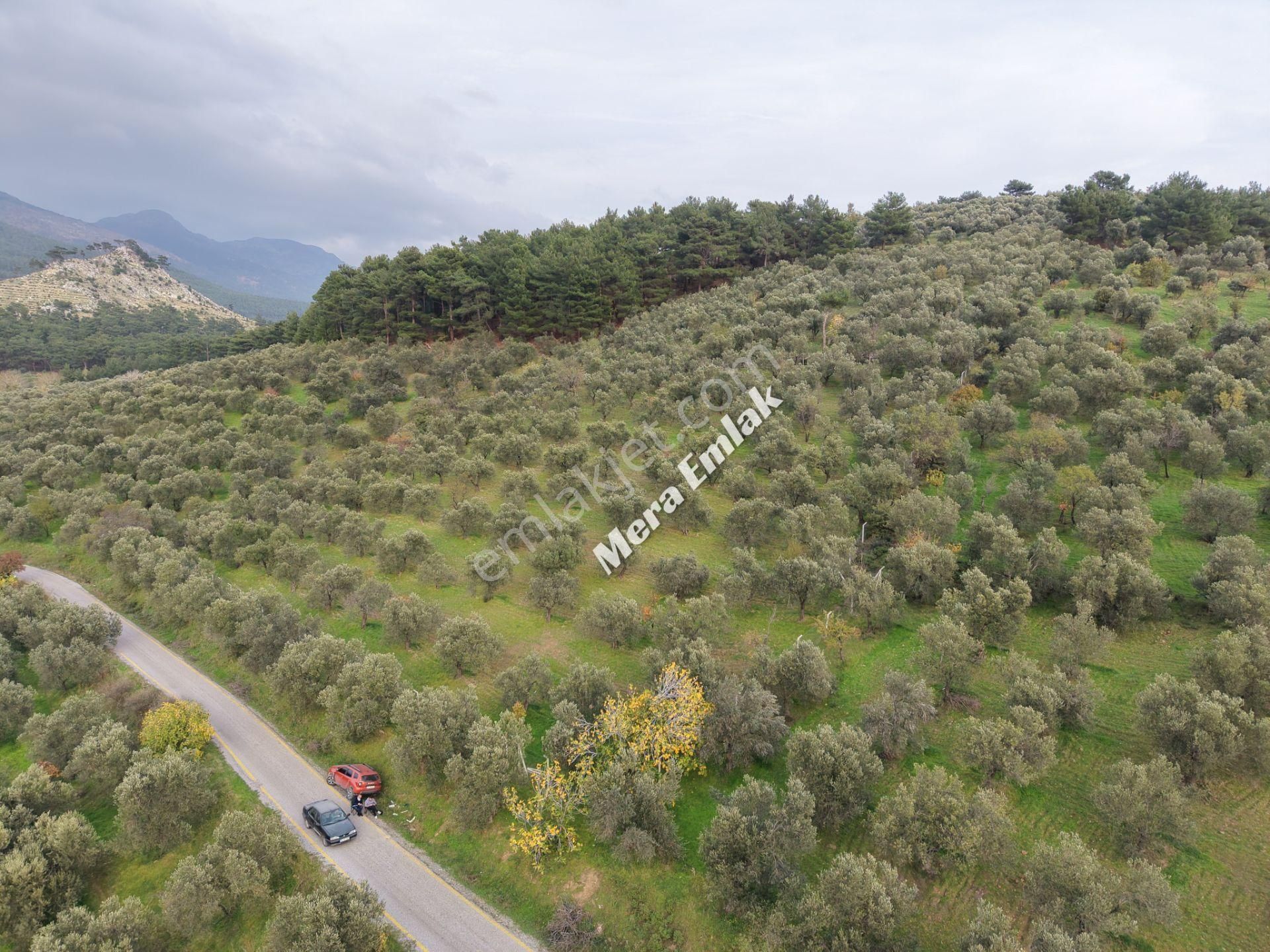 Mera Emlaktan Dereli'de Asfalta Cephe 7.360m2 Müstakil Zeytinlik - Görsel 19