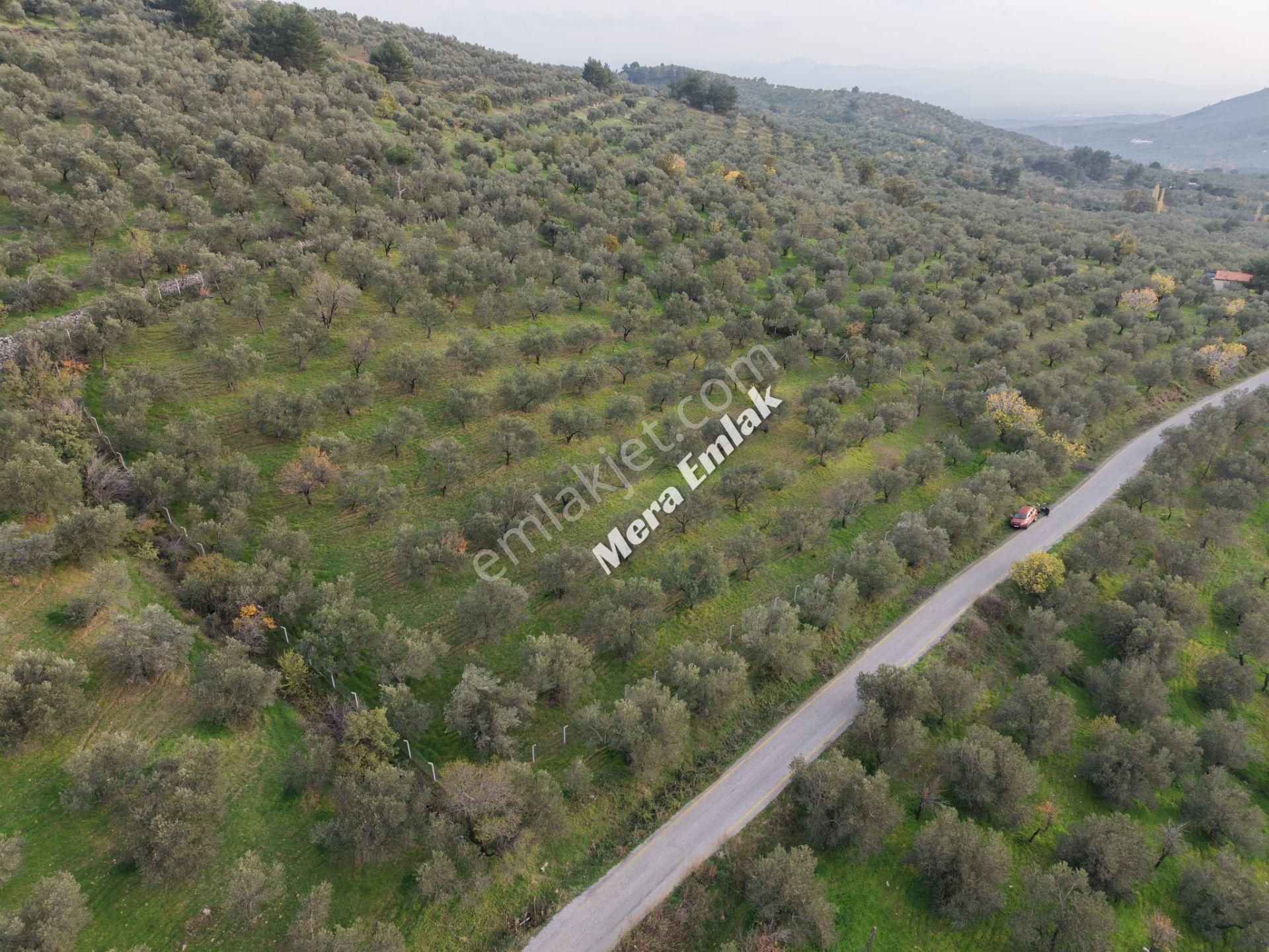 Mera Emlaktan Dereli'de Asfalta Cephe 7.360m2 Müstakil Zeytinlik - Görsel 30