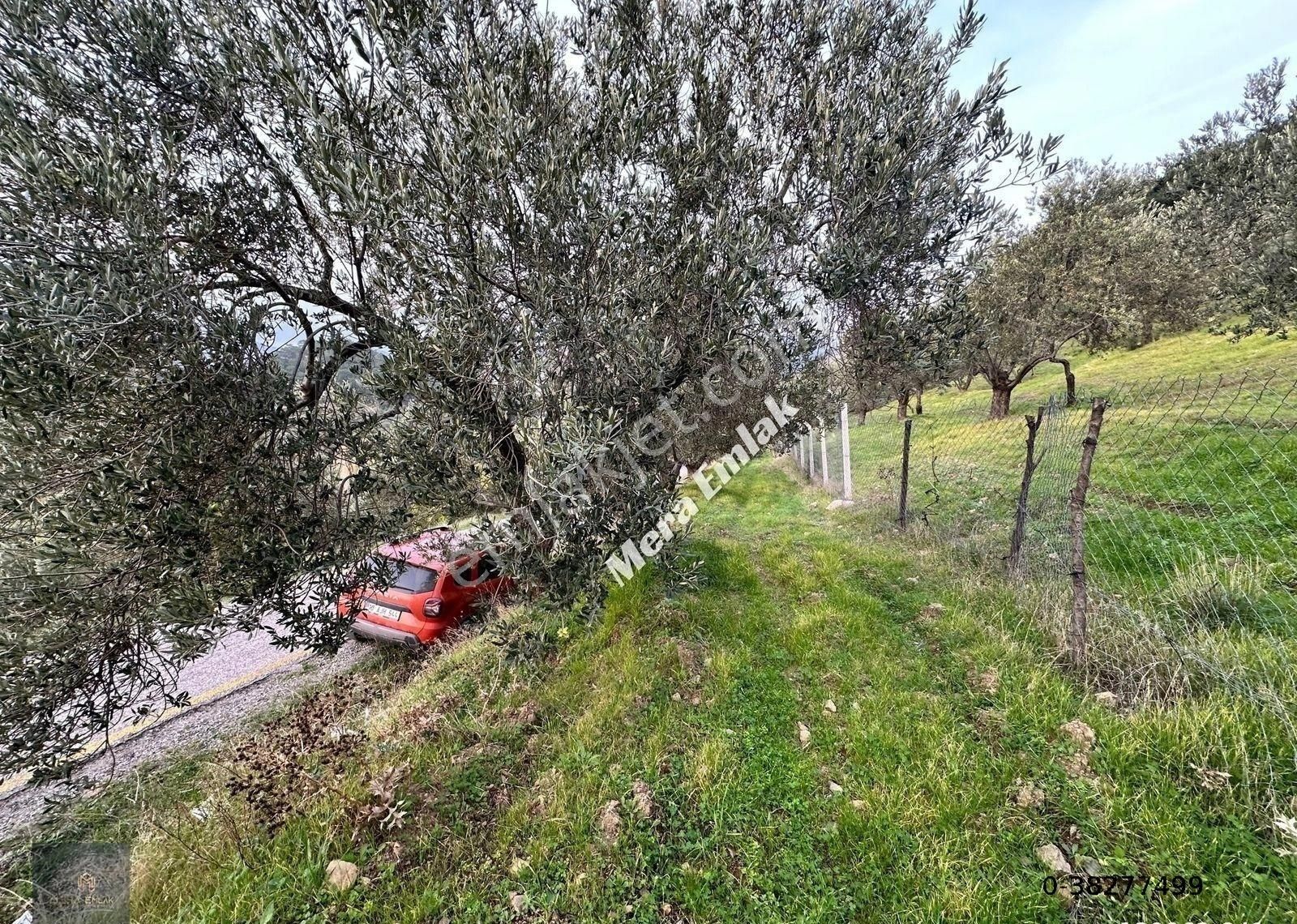Mera Emlaktan Dereli'de Asfalta Cephe 7.360m2 Müstakil Zeytinlik - Görsel 9