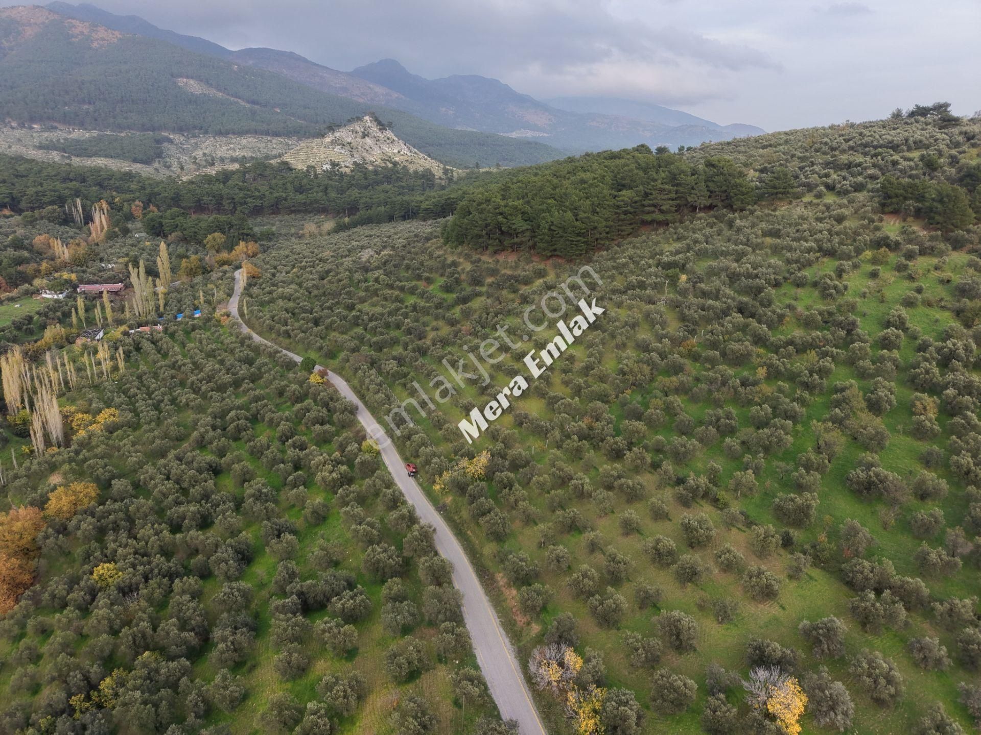 Mera Emlaktan Dereli'de Asfalta Cephe 7.360m2 Müstakil Zeytinlik - Görsel 21