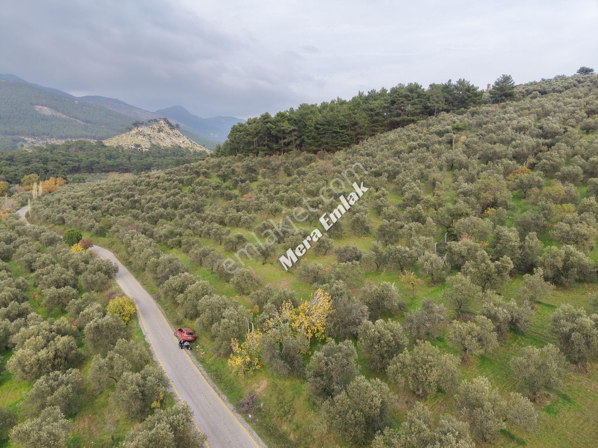 Mera Emlaktan Dereli'de Asfalta Cephe 7.360m2 Müstakil Zeytinlik - Görsel 18