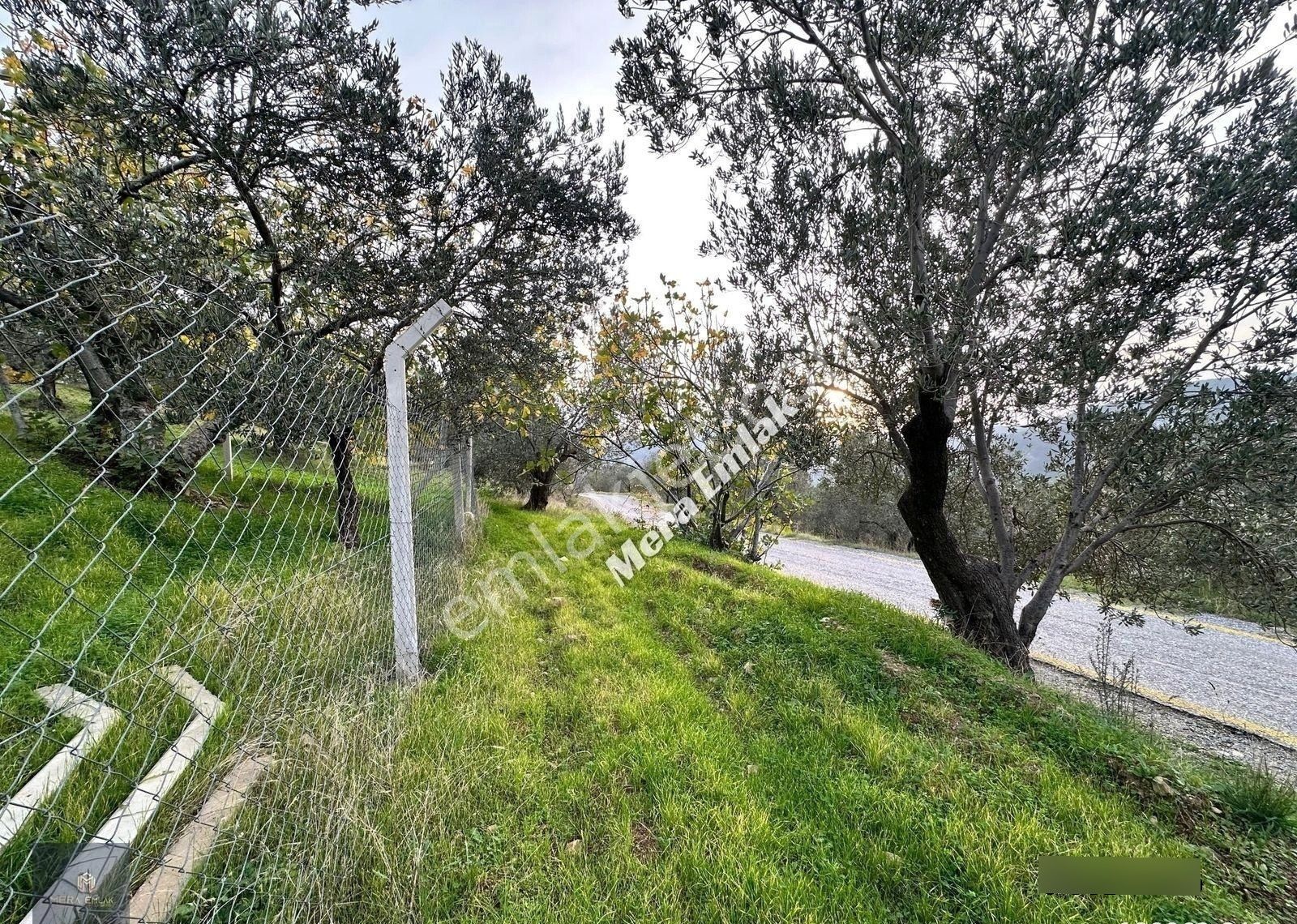 Mera Emlaktan Dereli'de Asfalta Cephe 7.360m2 Müstakil Zeytinlik - Görsel 6
