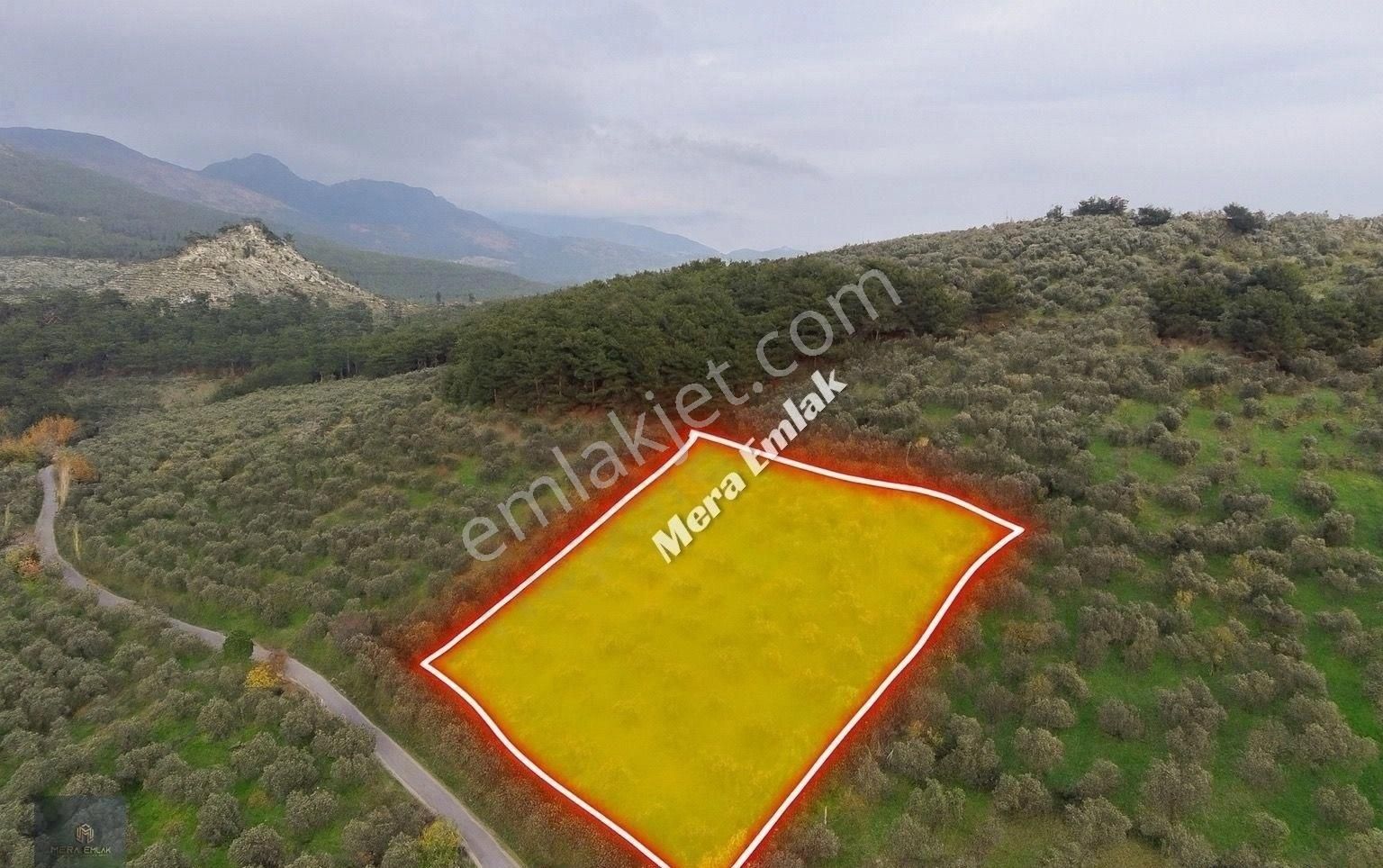 Mera Emlaktan Dereli'de Asfalta Cephe 7.360m2 Müstakil Zeytinlik