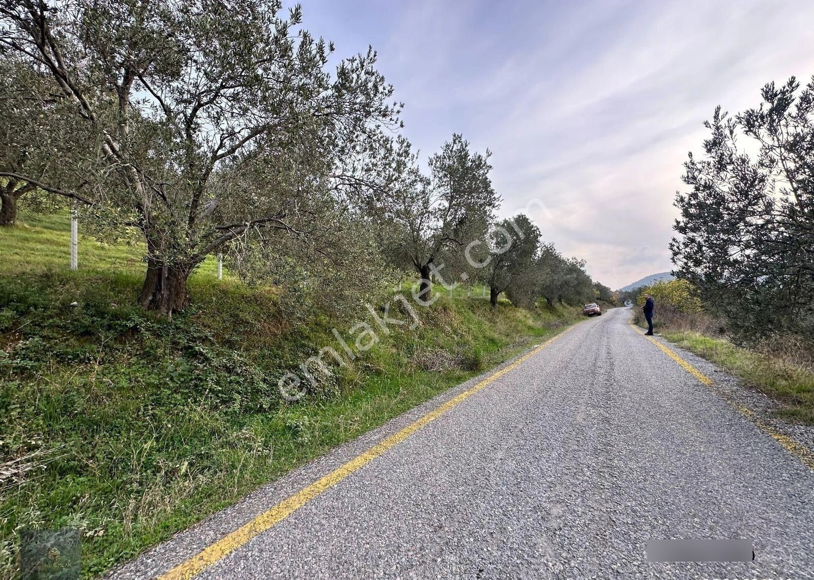 Mera Emlaktan Dereli'de Asfalta Cephe 7.360m2 Müstakil Zeytinlik - Görsel 4