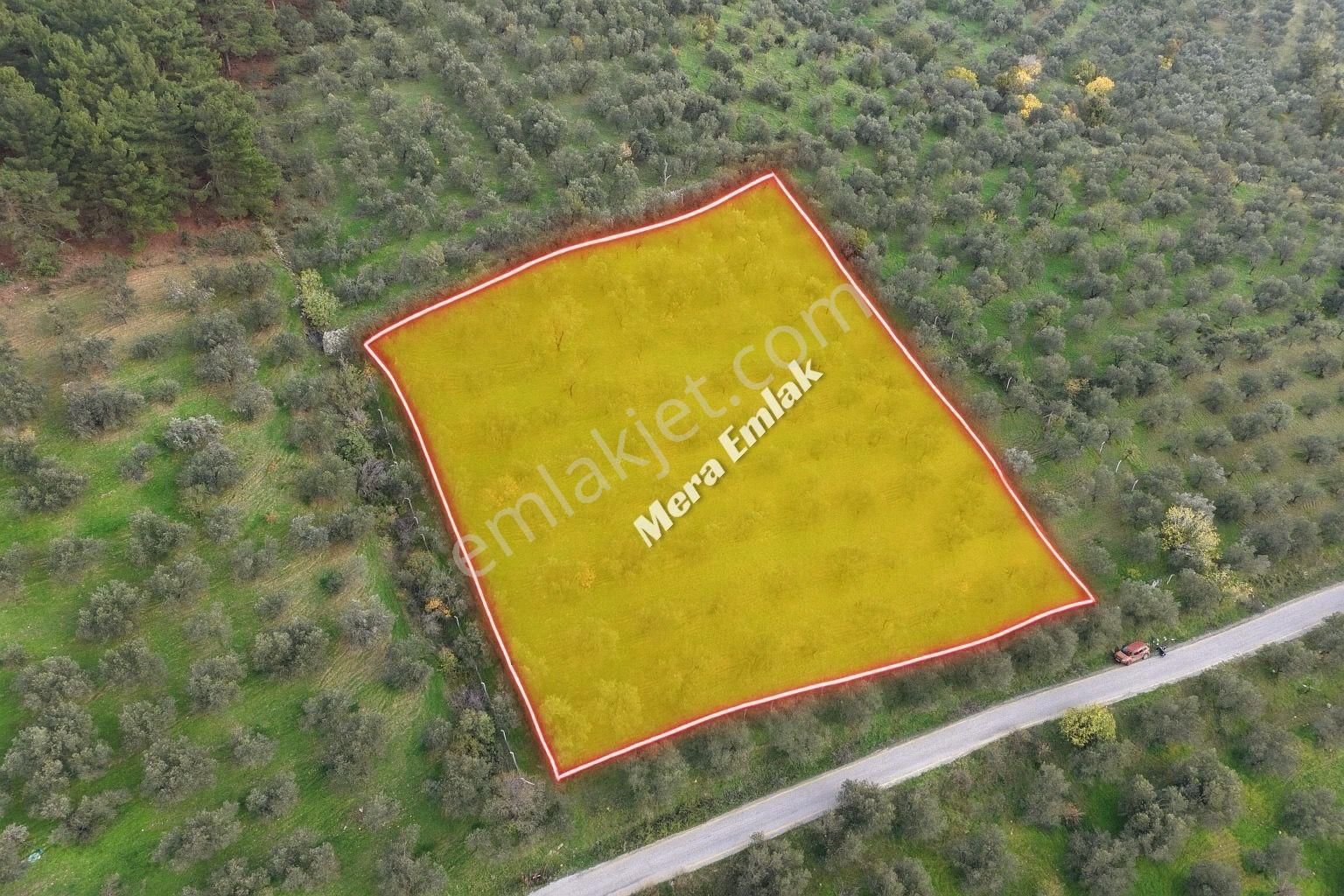 Mera Emlaktan Dereli'de Asfalta Cephe 7.360m2 Müstakil Zeytinlik - Görsel 11