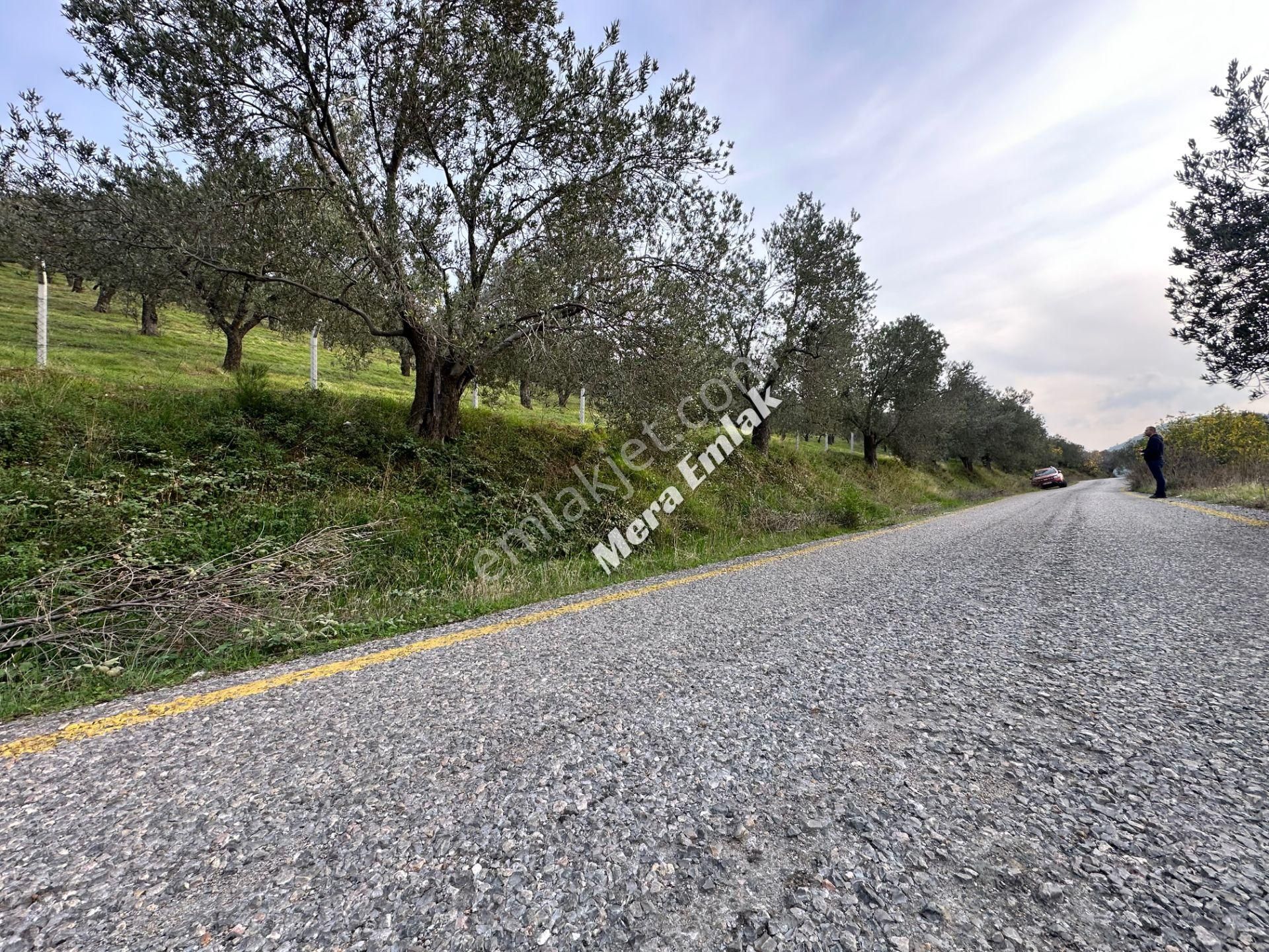 Mera Emlaktan Dereli'de Asfalta Cephe 7.360m2 Müstakil Zeytinlik - Görsel 29