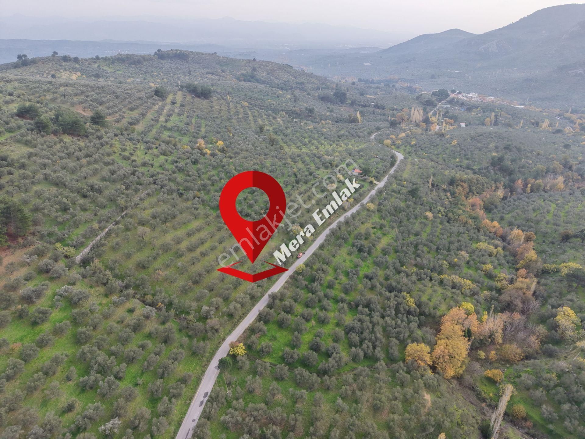 Mera Emlaktan Dereli'de Asfalta Cephe 7.360m2 Müstakil Zeytinlik - Görsel 13