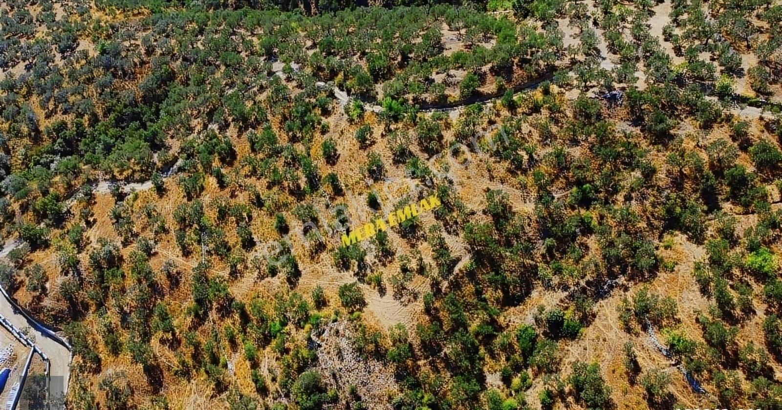 ▀▄mera Emlaktan Kızılkeçili Köyü İmara 500 Mt 12.300m2 Zeytinlik - Görsel 10