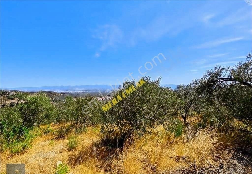 ▀▄mera Emlaktan Kızılkeçili Köyü İmara 500 Mt 12.300m2 Zeytinlik - Görsel 5