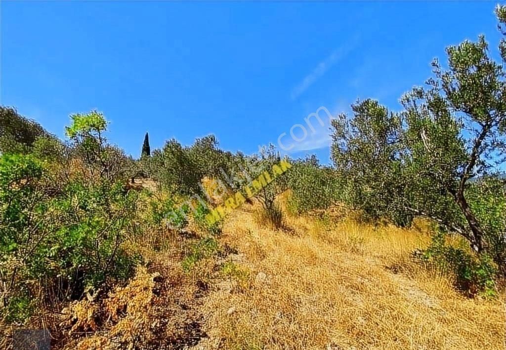 ▀▄mera Emlaktan Kızılkeçili Köyü İmara 500 Mt 12.300m2 Zeytinlik - Görsel 20