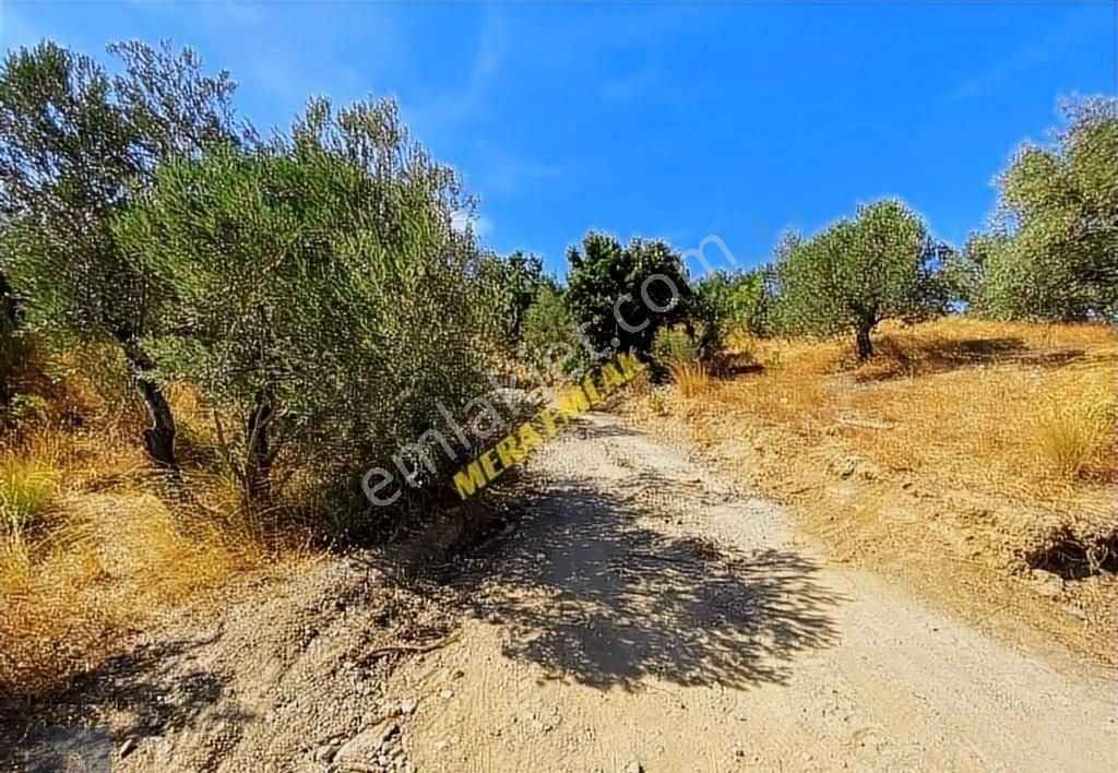 ▀▄mera Emlaktan Kızılkeçili Köyü İmara 500 Mt 12.300m2 Zeytinlik - Görsel 4