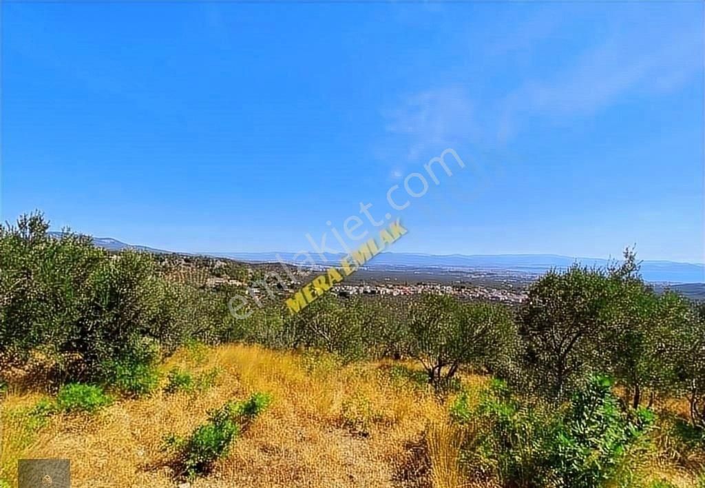 ▀▄mera Emlaktan Kızılkeçili Köyü İmara 500 Mt 12.300m2 Zeytinlik - Görsel 9
