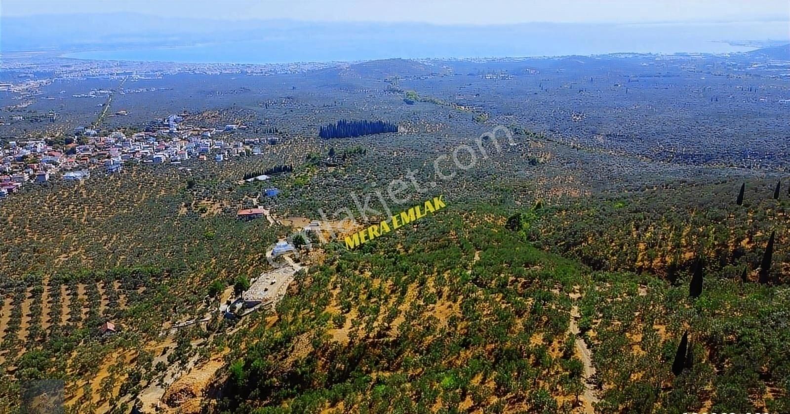 ▀▄mera Emlaktan Kızılkeçili Köyü İmara 500 Mt 12.300m2 Zeytinlik - Görsel 11