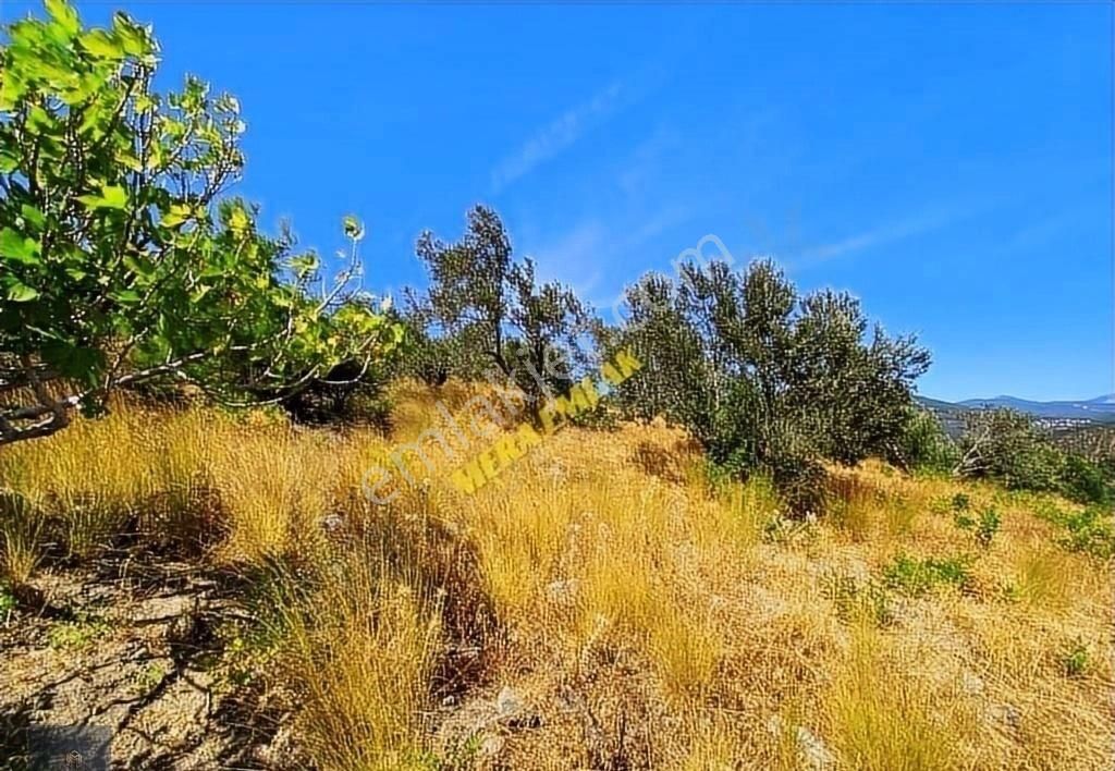 ▀▄mera Emlaktan Kızılkeçili Köyü İmara 500 Mt 12.300m2 Zeytinlik - Görsel 14