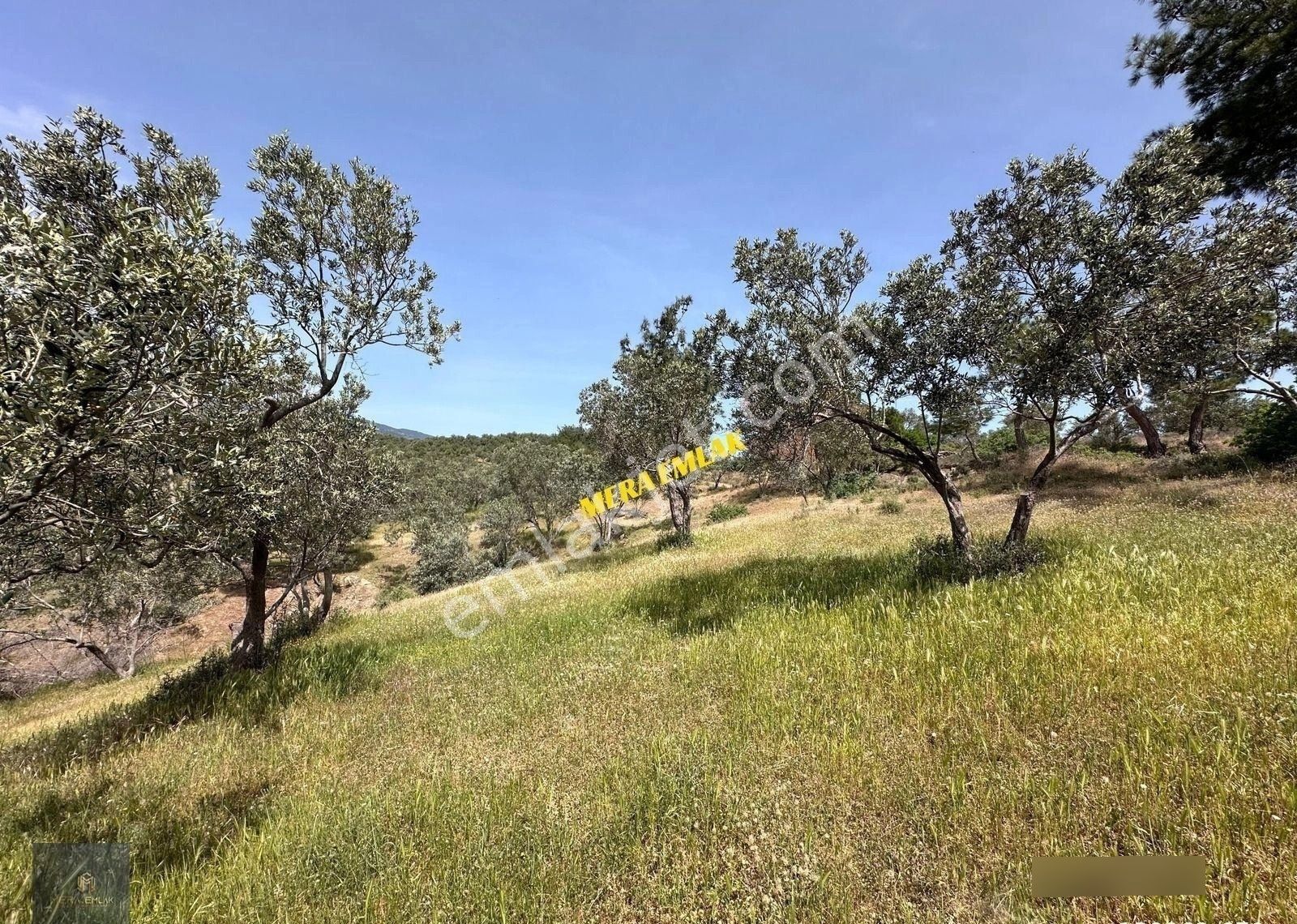 Mera Emlaktan Zeytinlide Panoramik Deniz Manz 10.000m2 Zeytinlik - Görsel 25