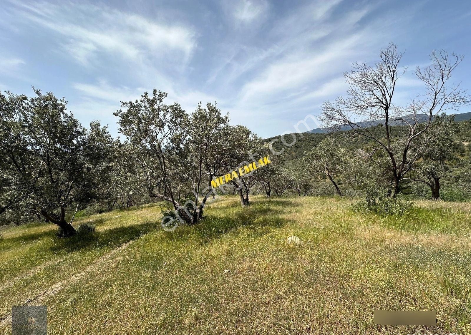 Mera Emlaktan Zeytinlide Panoramik Deniz Manz 10.000m2 Zeytinlik - Görsel 33