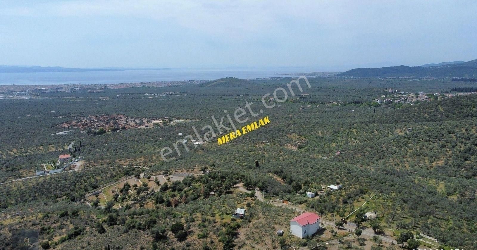 Mera Emlaktan Zeytinlide Panoramik Deniz Manz 10.000m2 Zeytinlik - Görsel 30
